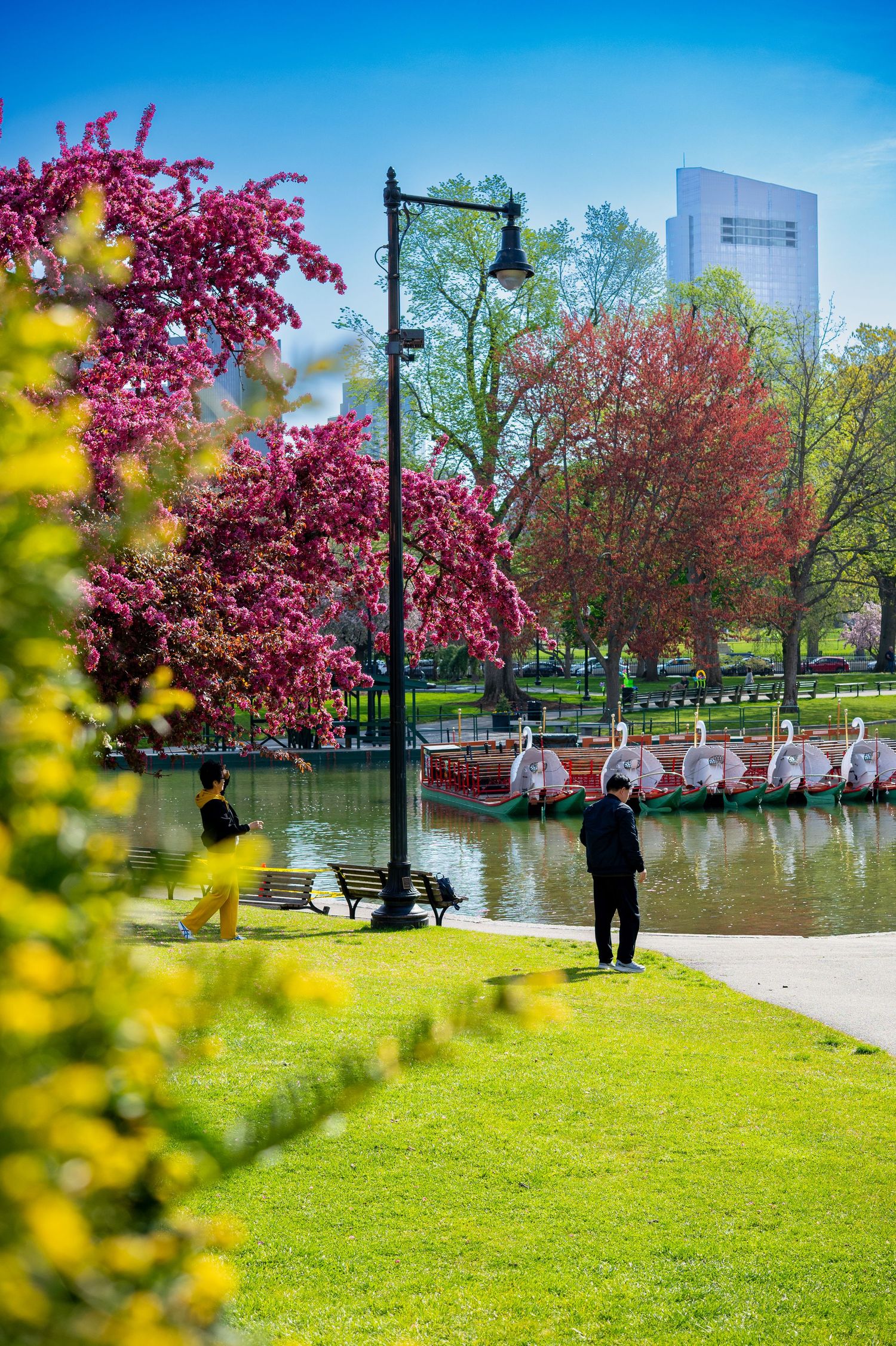 Spring scene at Boston Public Garden with swan boats, cherry blossoms, green lawn, and city skyline on a sunny day.
