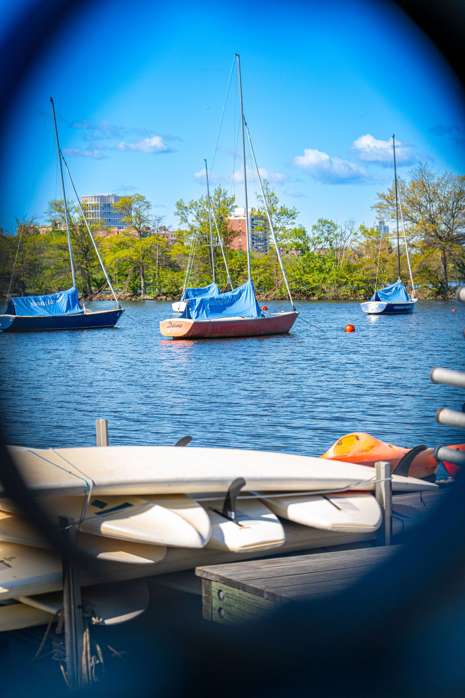 Sailboats with blue covers moored on a calm river, with kayaks on a dock in the foreground and lush trees under blue sky.