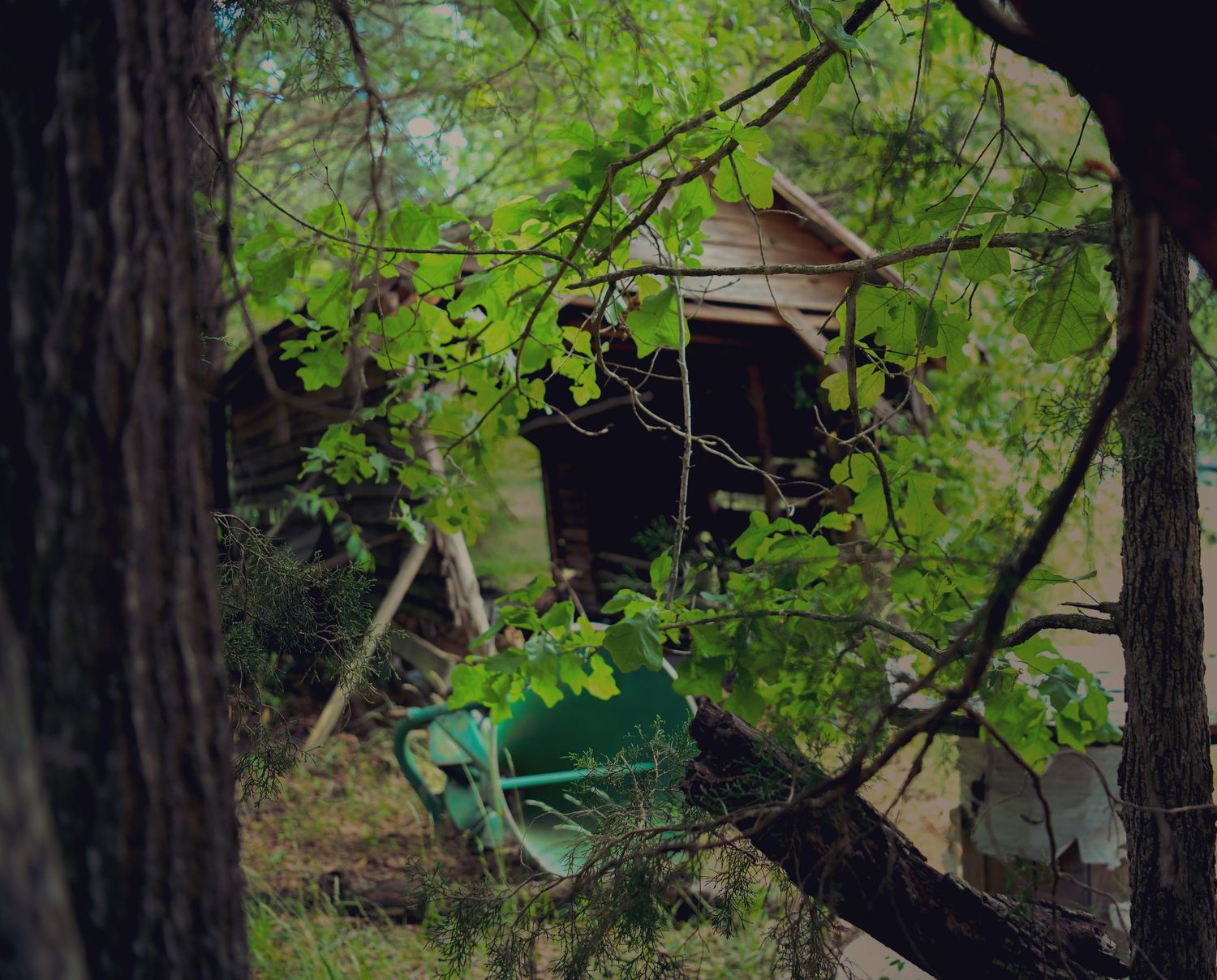 A green bench sits among overgrown trees near an old wooden shed in a lush, secluded forest setting.