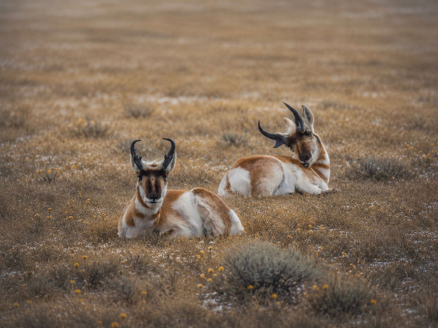 fine art antelope