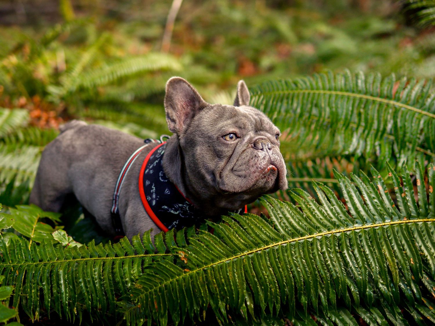 Vancouver island ferns frenchie