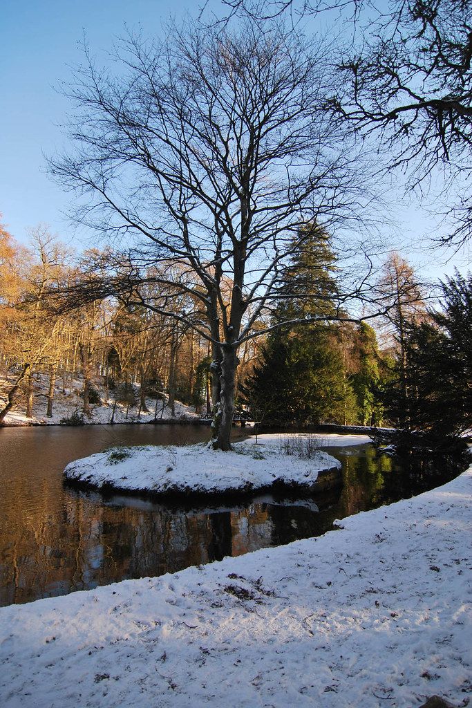 Snow-covered island with bare trees reflected in calm winter pond surrounded by forest under clear blue sky.