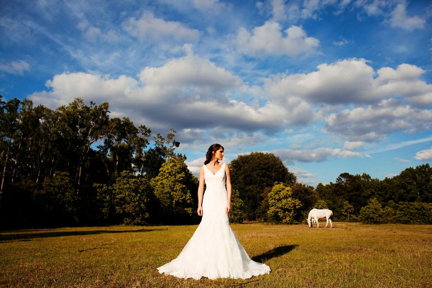 Bride in a fitted white gown standing in a golden field under a bright blue sky, with a white horse in the distance