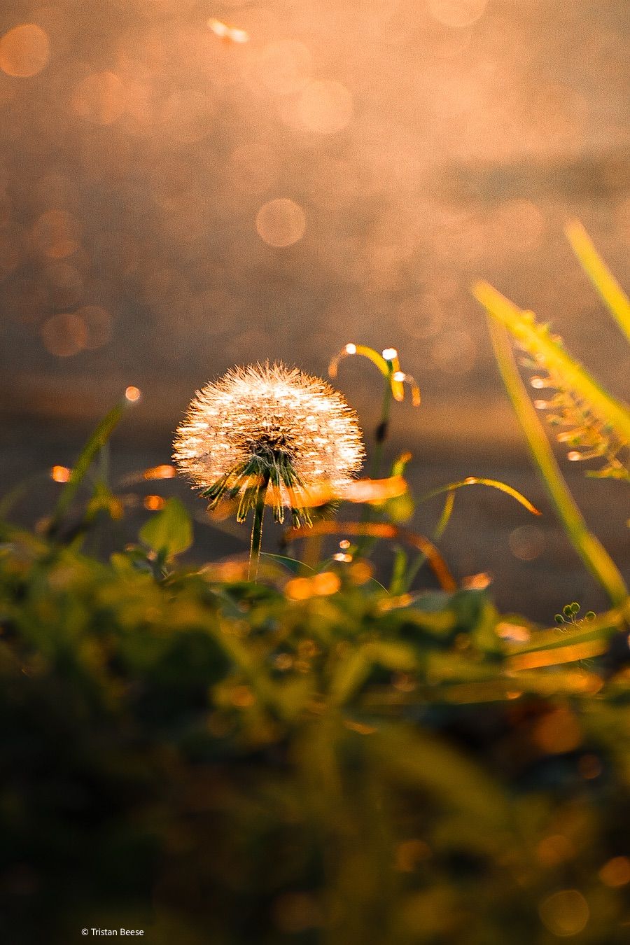 Dandelion in Sun Light
