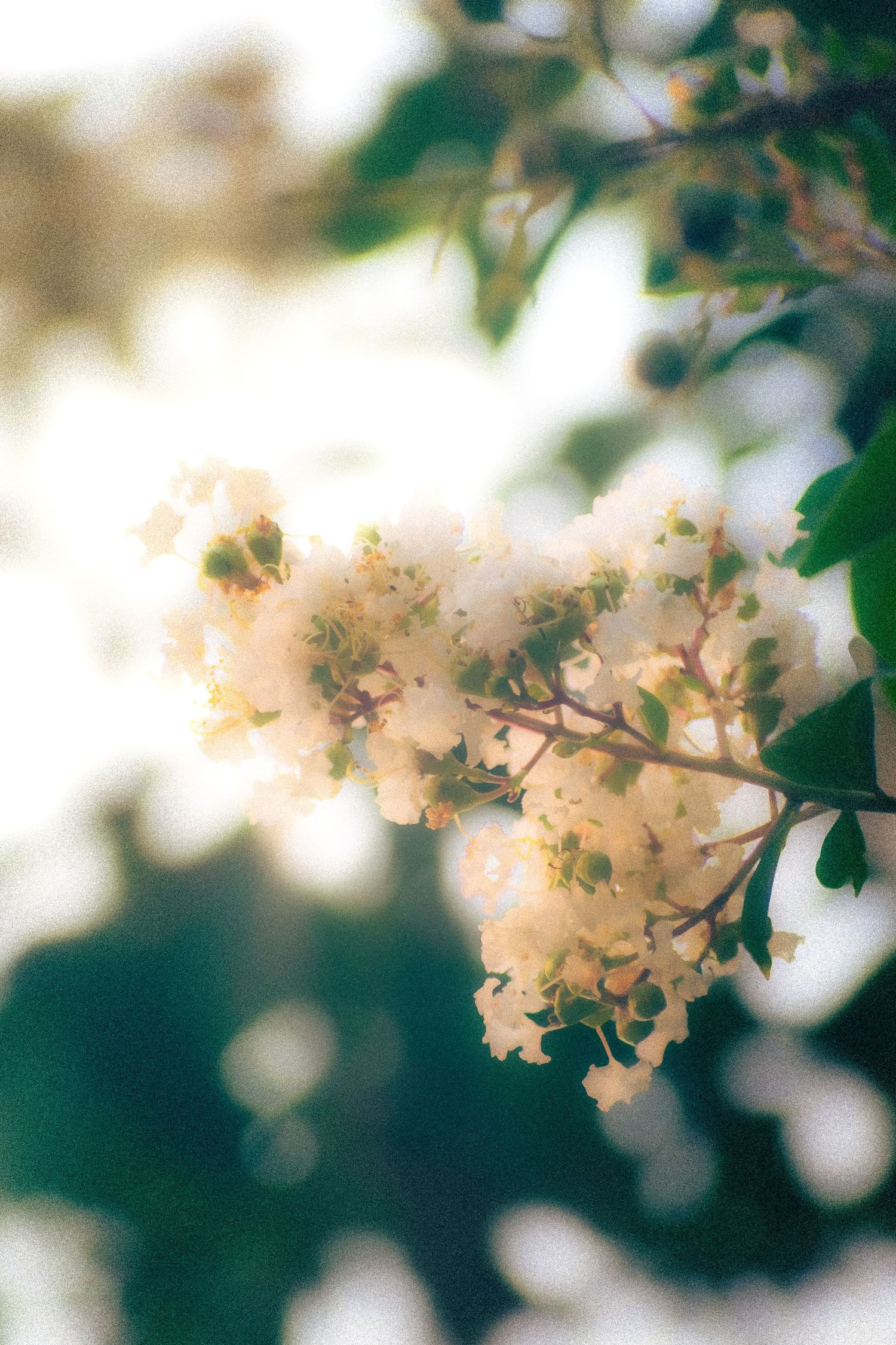 white soft delicate flower