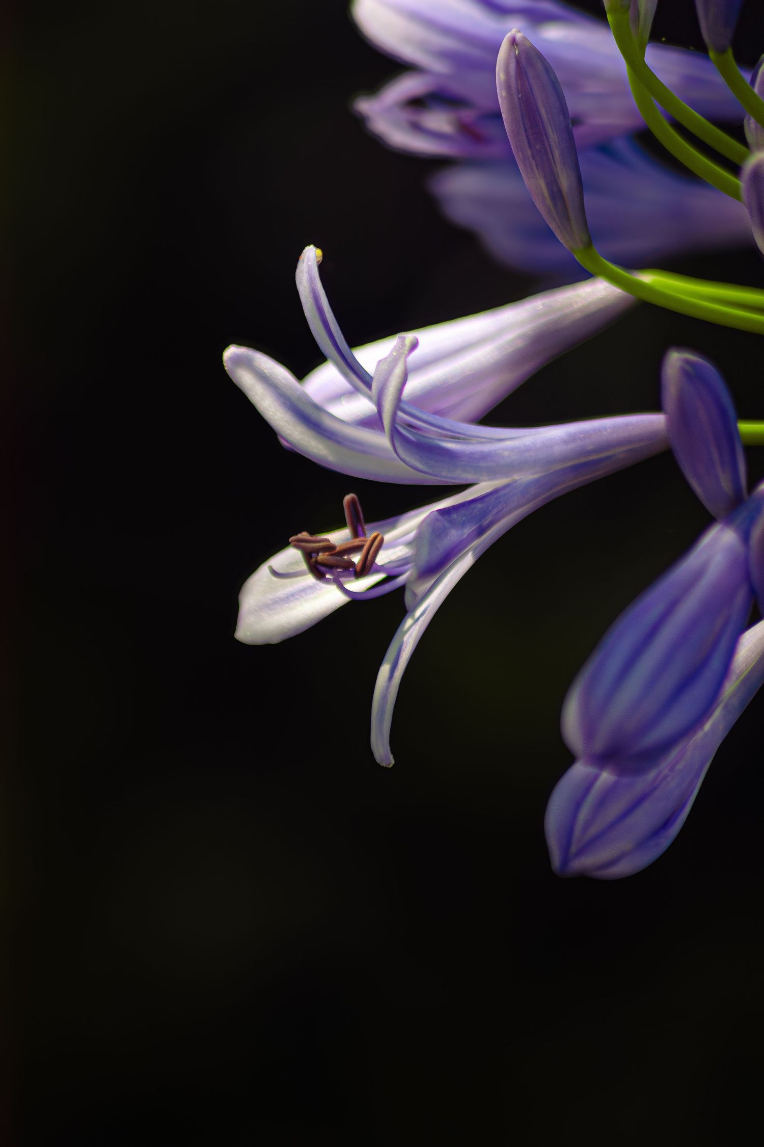 Purple Flower