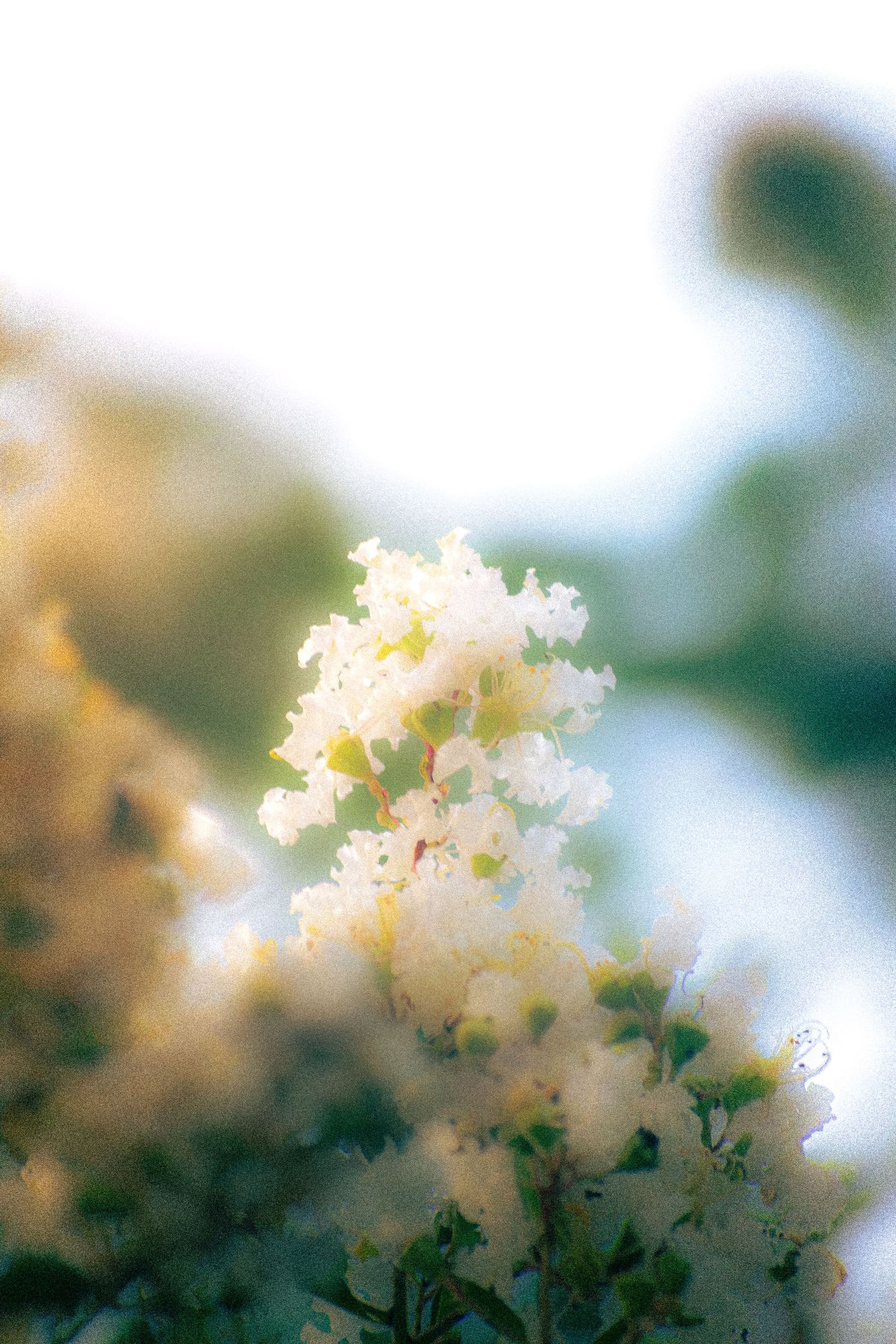 White soft delicate flowers