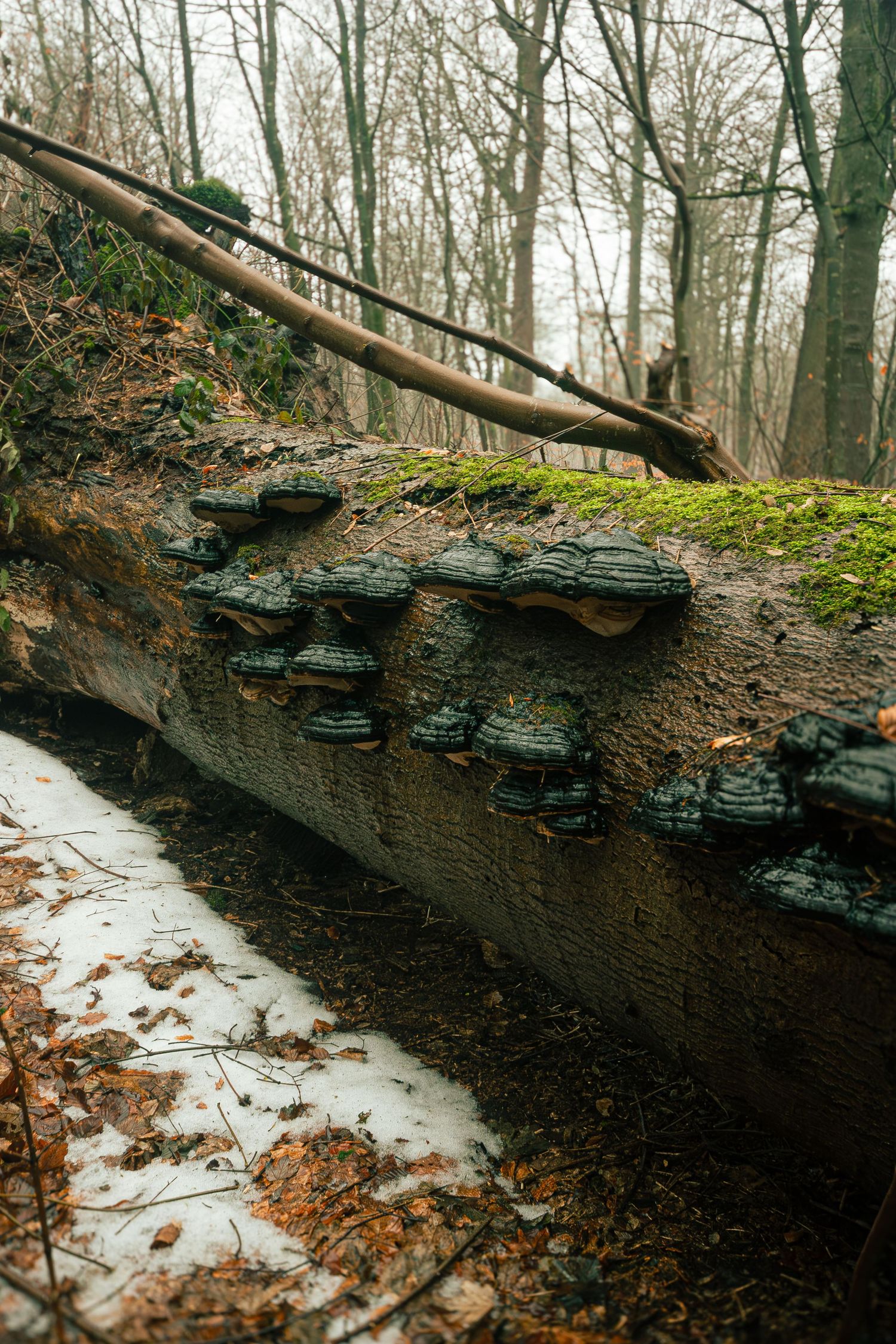 muchrooms on a log