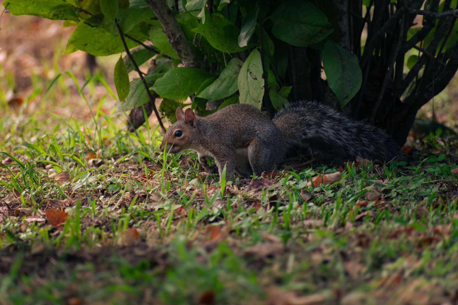 squirrel on ground