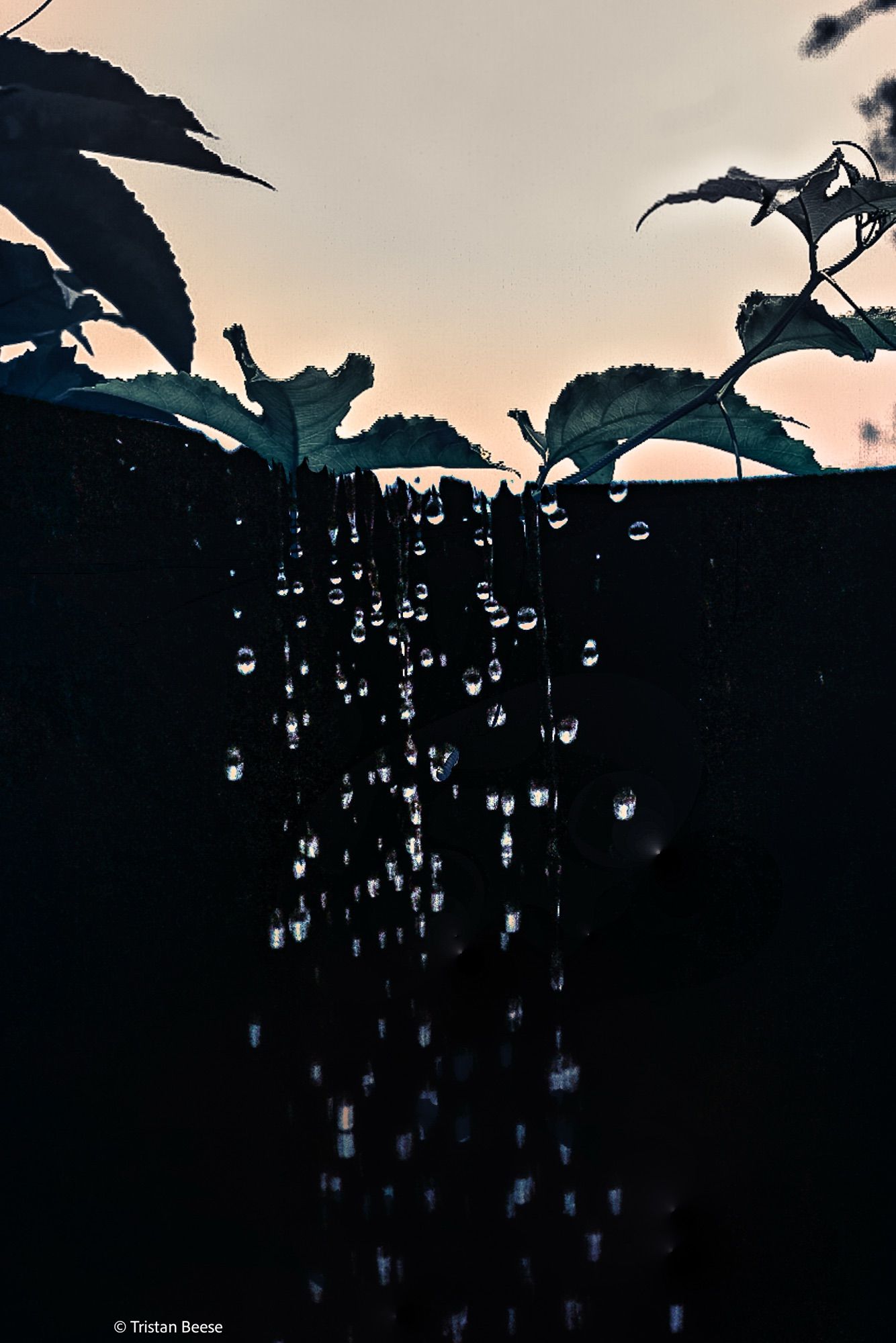 Weeping_Leaves.jpg