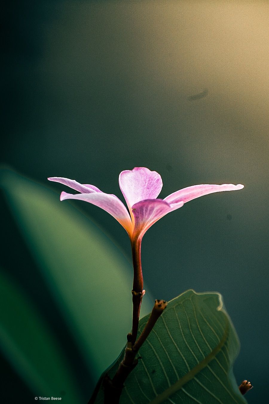 Pink Plumeria