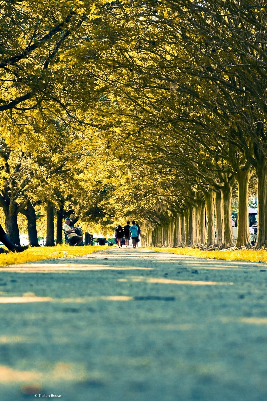 City Park Walkway Trees