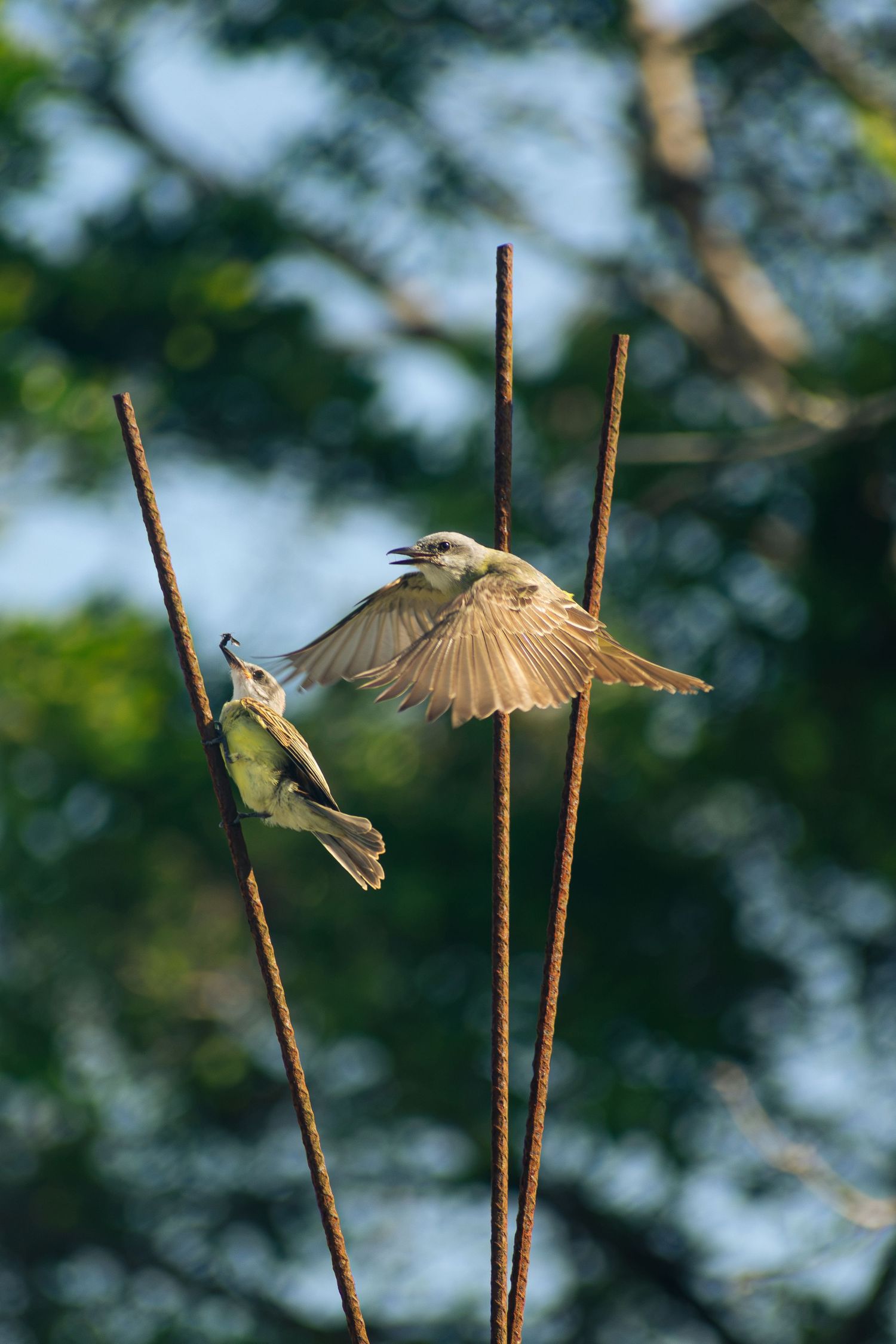 Two Birds Flying