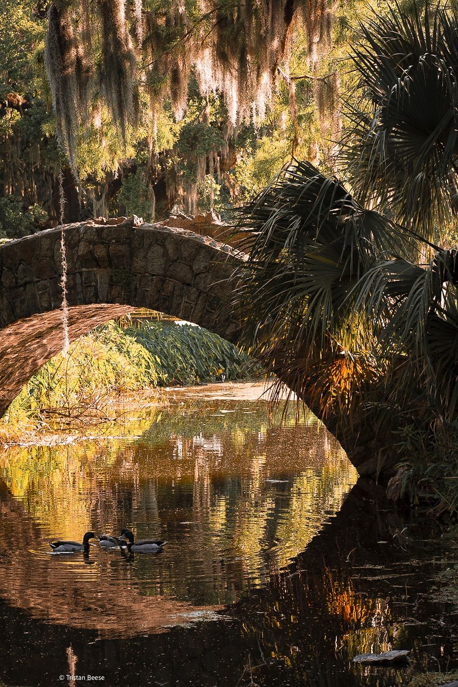city park bridge and nature