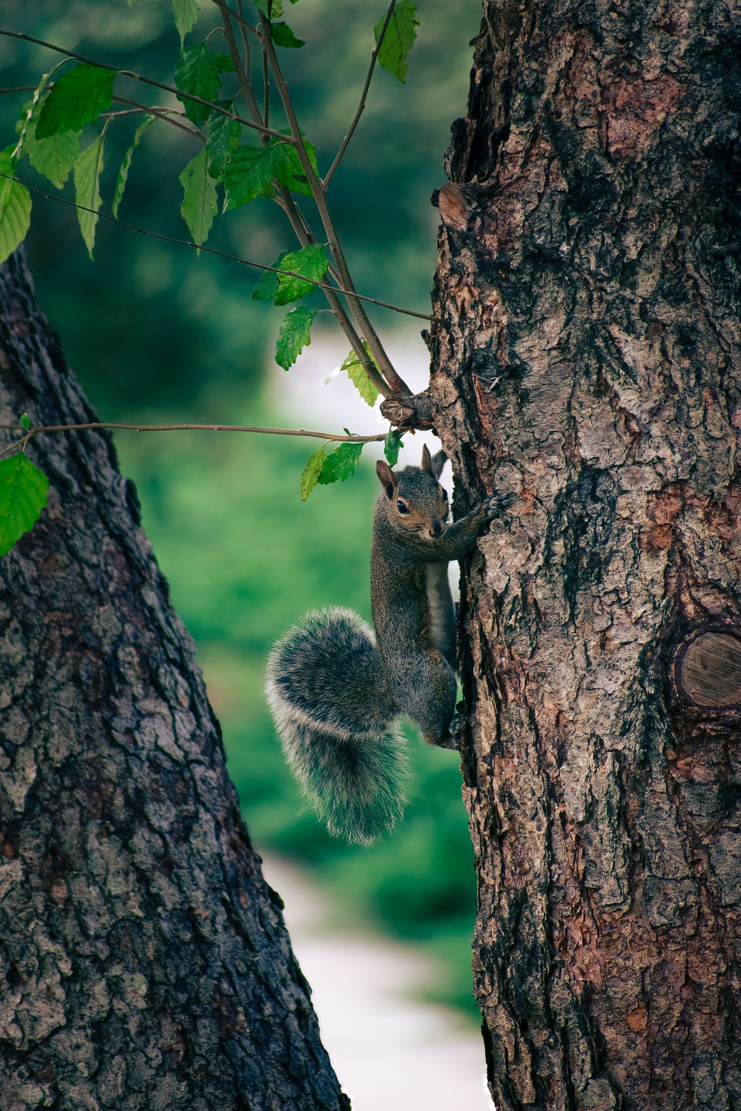 squirrel climbing tree