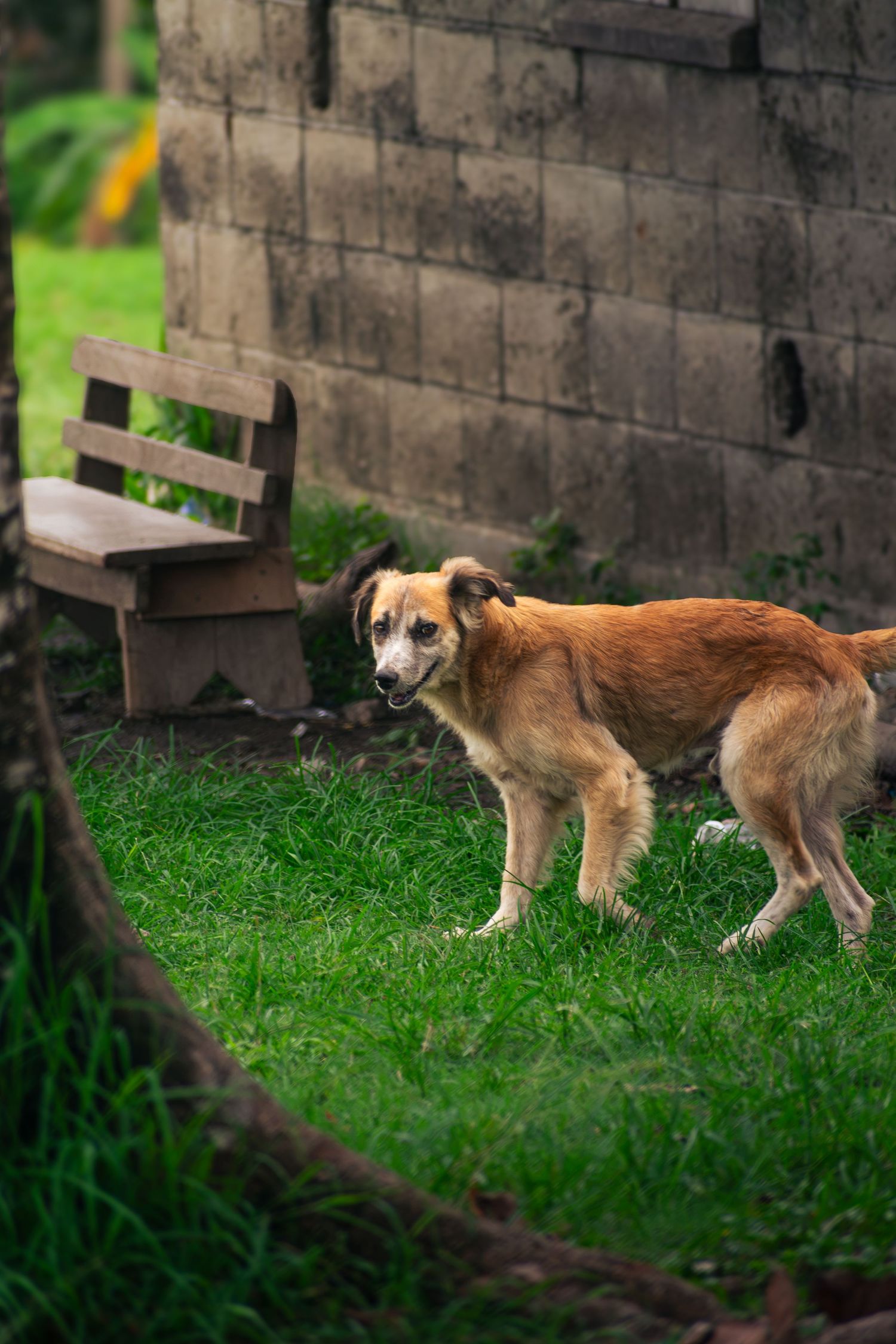 Dog Front of a Bench