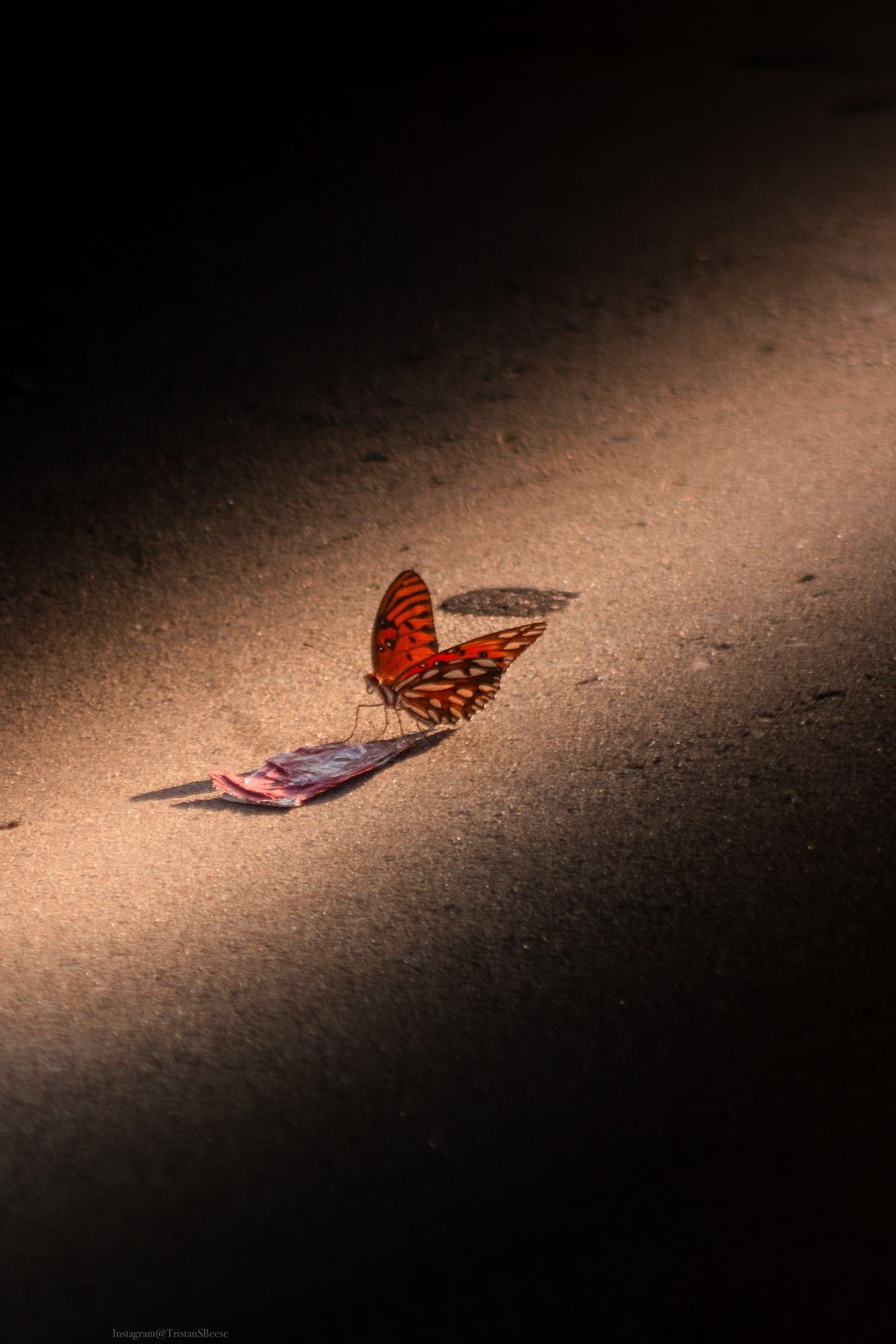 Monarch Butterfly
