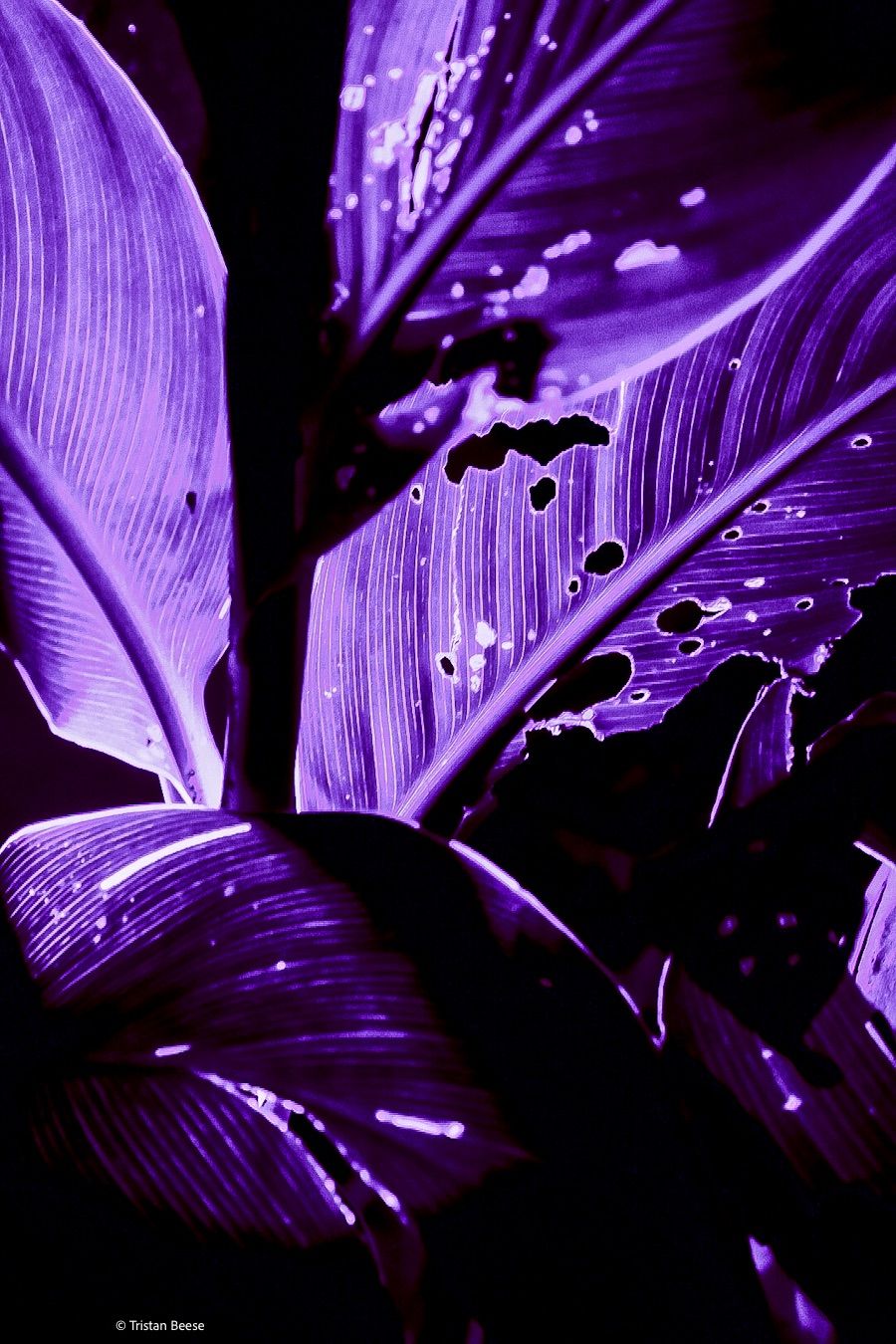 Red_to_Purple.jpg
