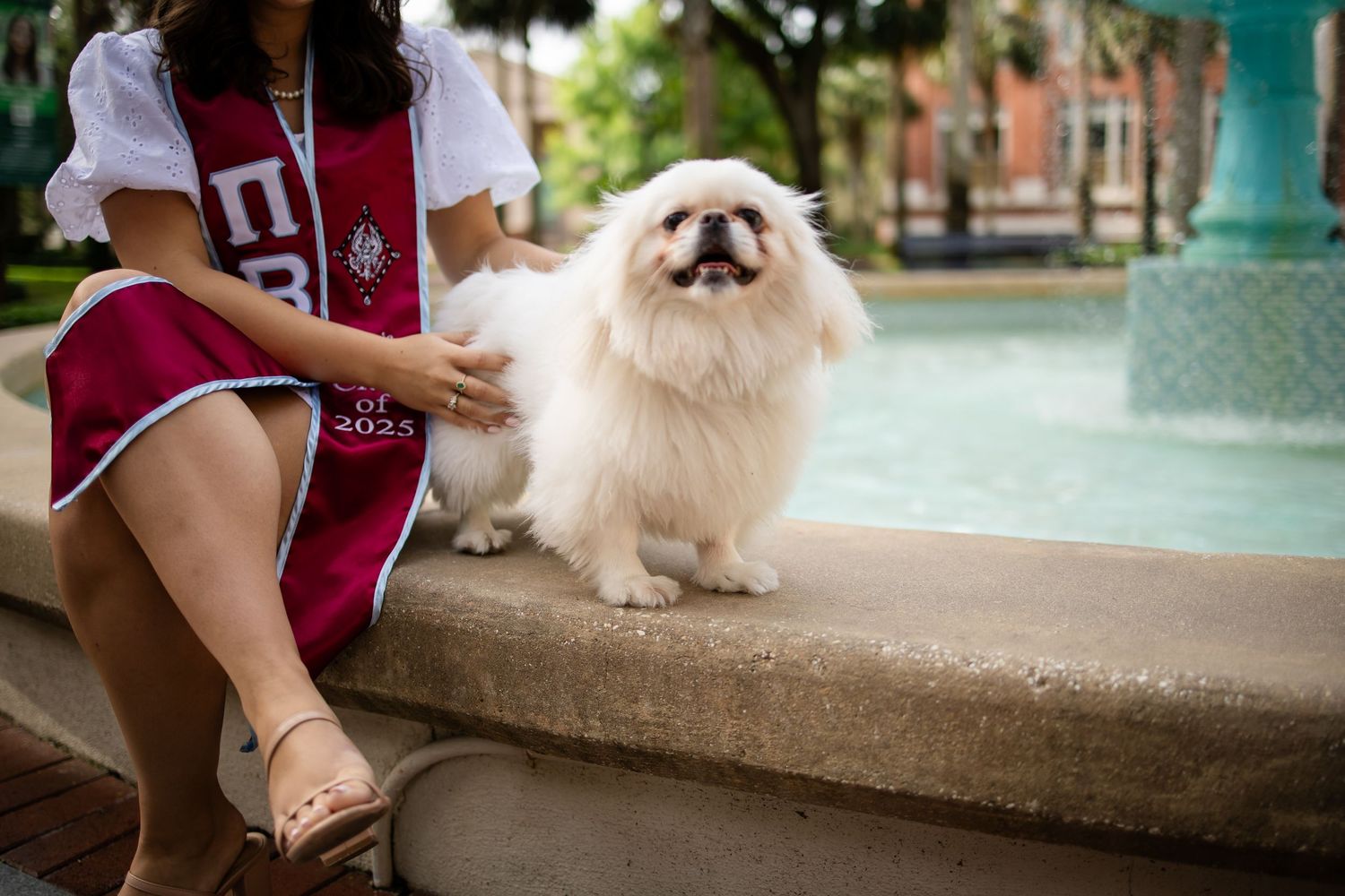 White Pekingese dog plays in a water fountain on a warm sunny day, showing their fluffy coat and happy expression.