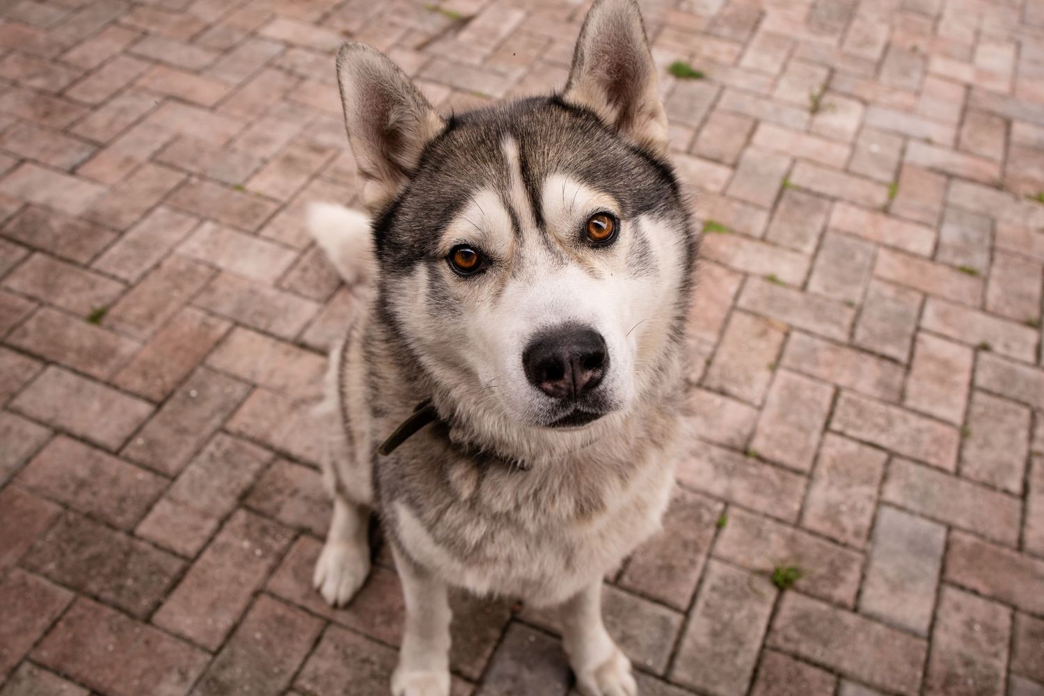 Sequence of six close-up photos showing a Husky dog making different facial expressions on a brick patio.