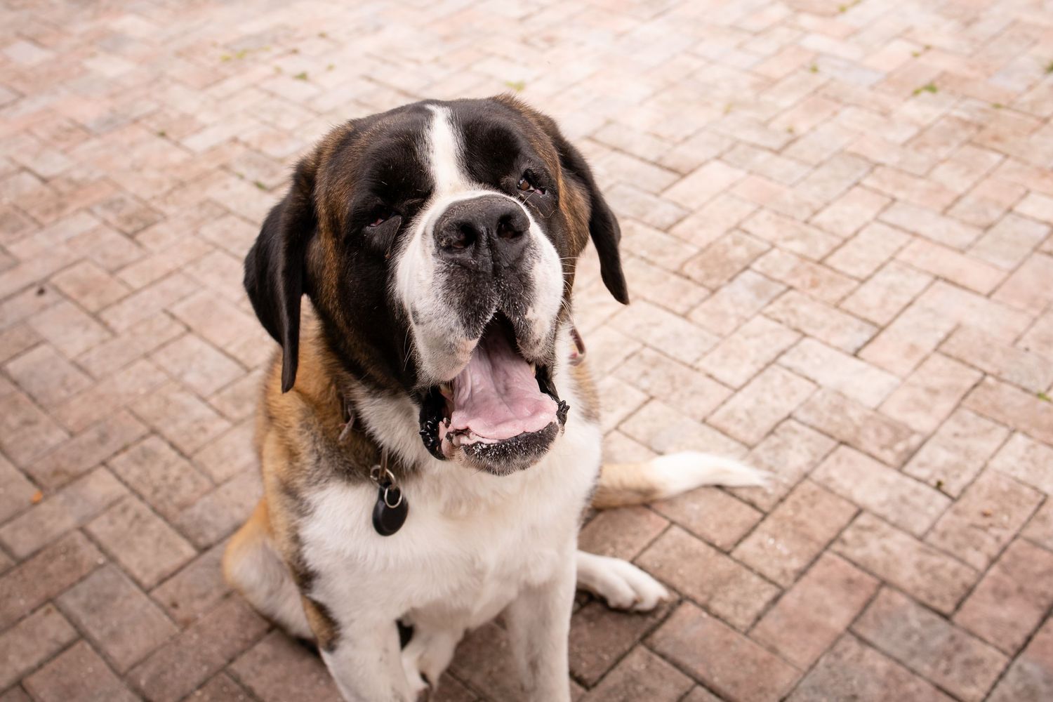 A Saint Bernard dog with tricolored fur sits on brick pavement with mouth open in a friendly expression.