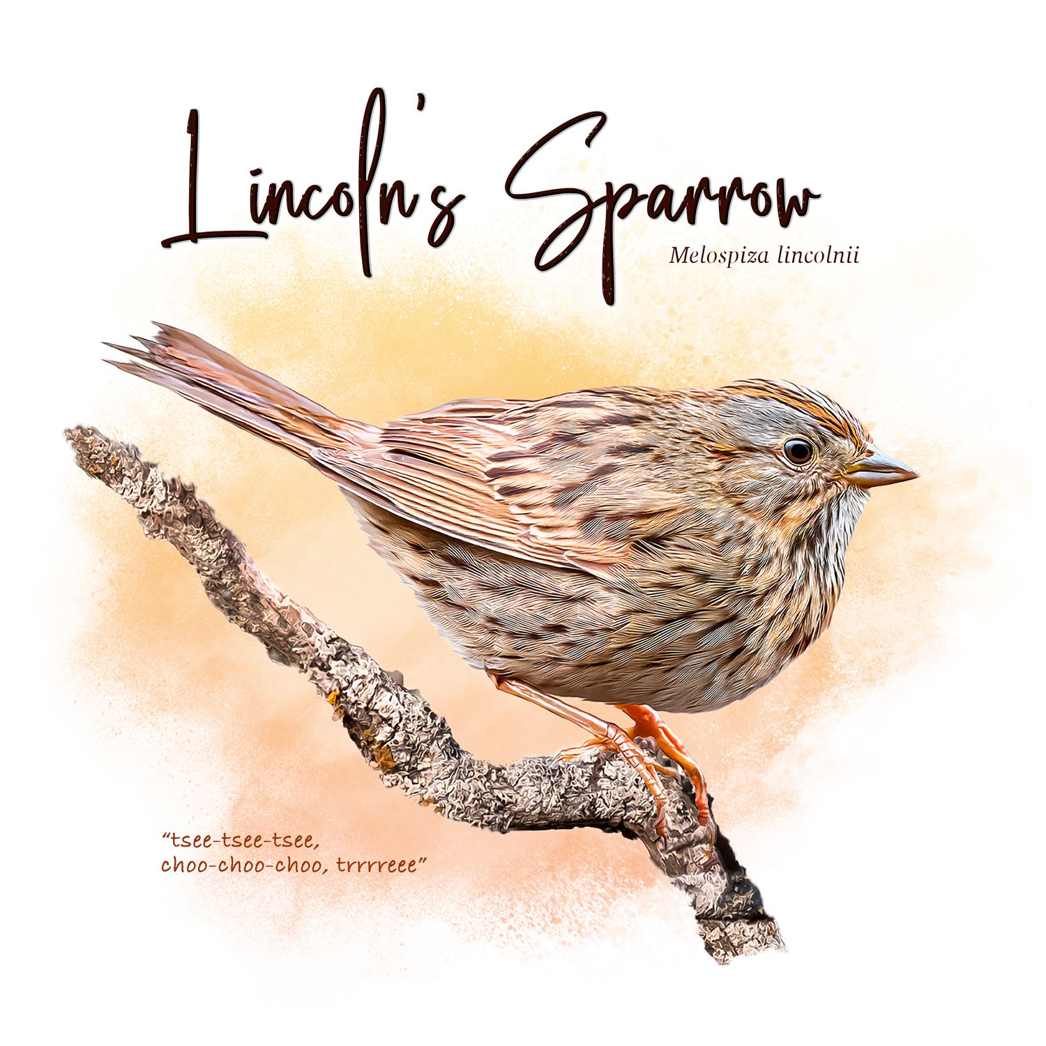 Digital illustration of a Lincoln's Sparrow bird with brown streaked feathers perched on a branch against a warm yellow background.