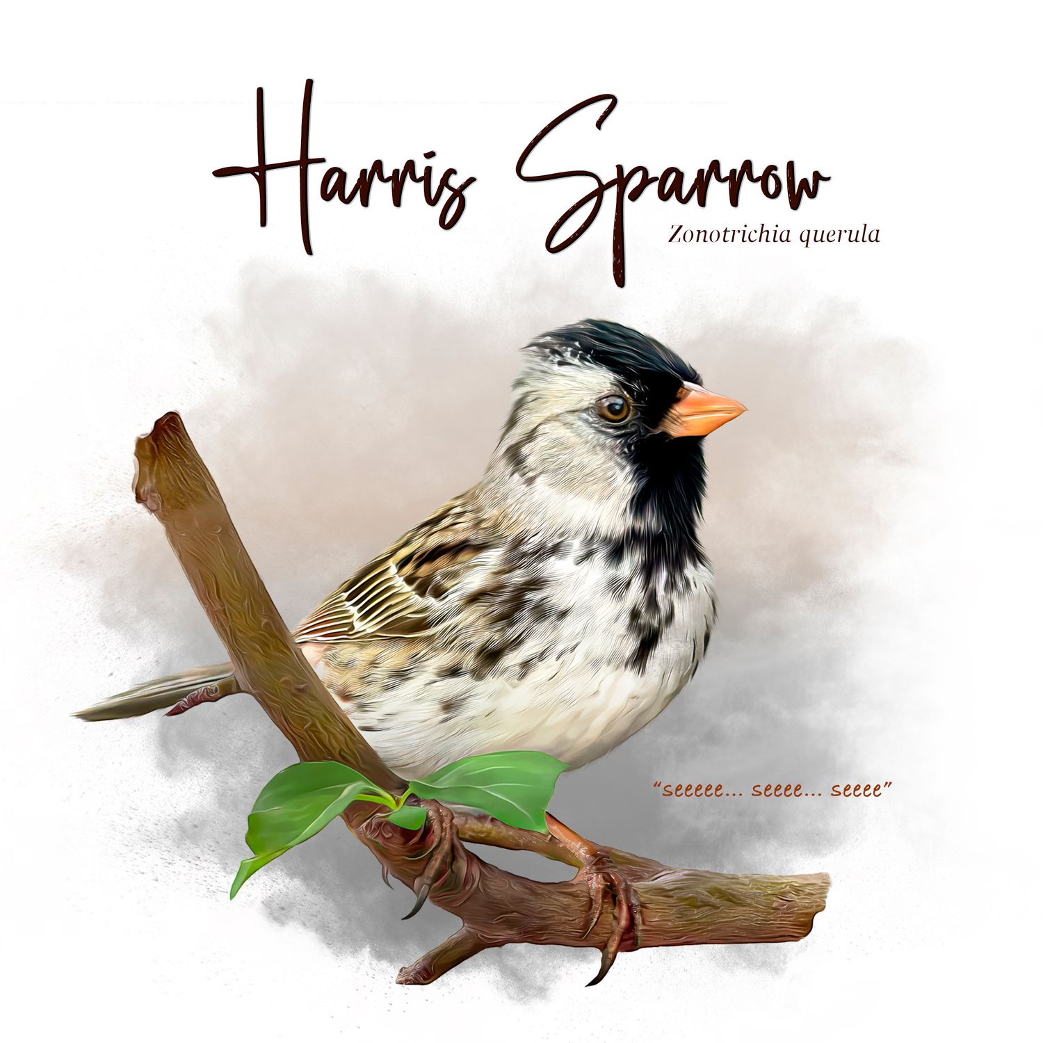Digital illustration of a Harris Sparrow bird perched on a brown branch with green leaves against a soft white background.