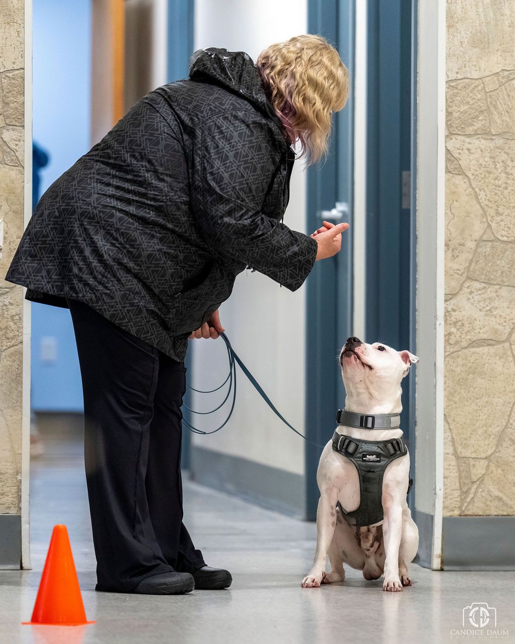 A person in black clothing kneels down to train a small dog using orange cones in a hallway setting.