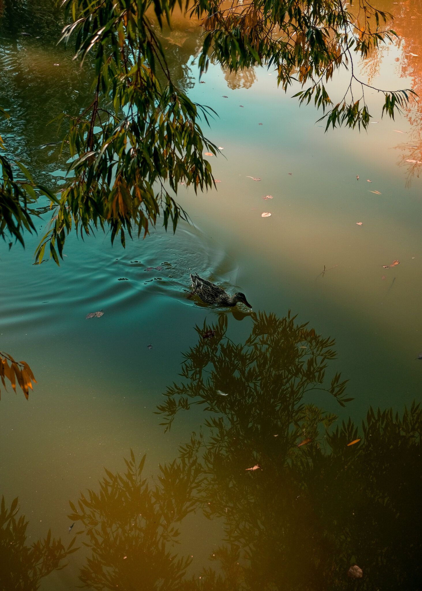Peaceful pond reflection with willow branches and golden evening light on the water.