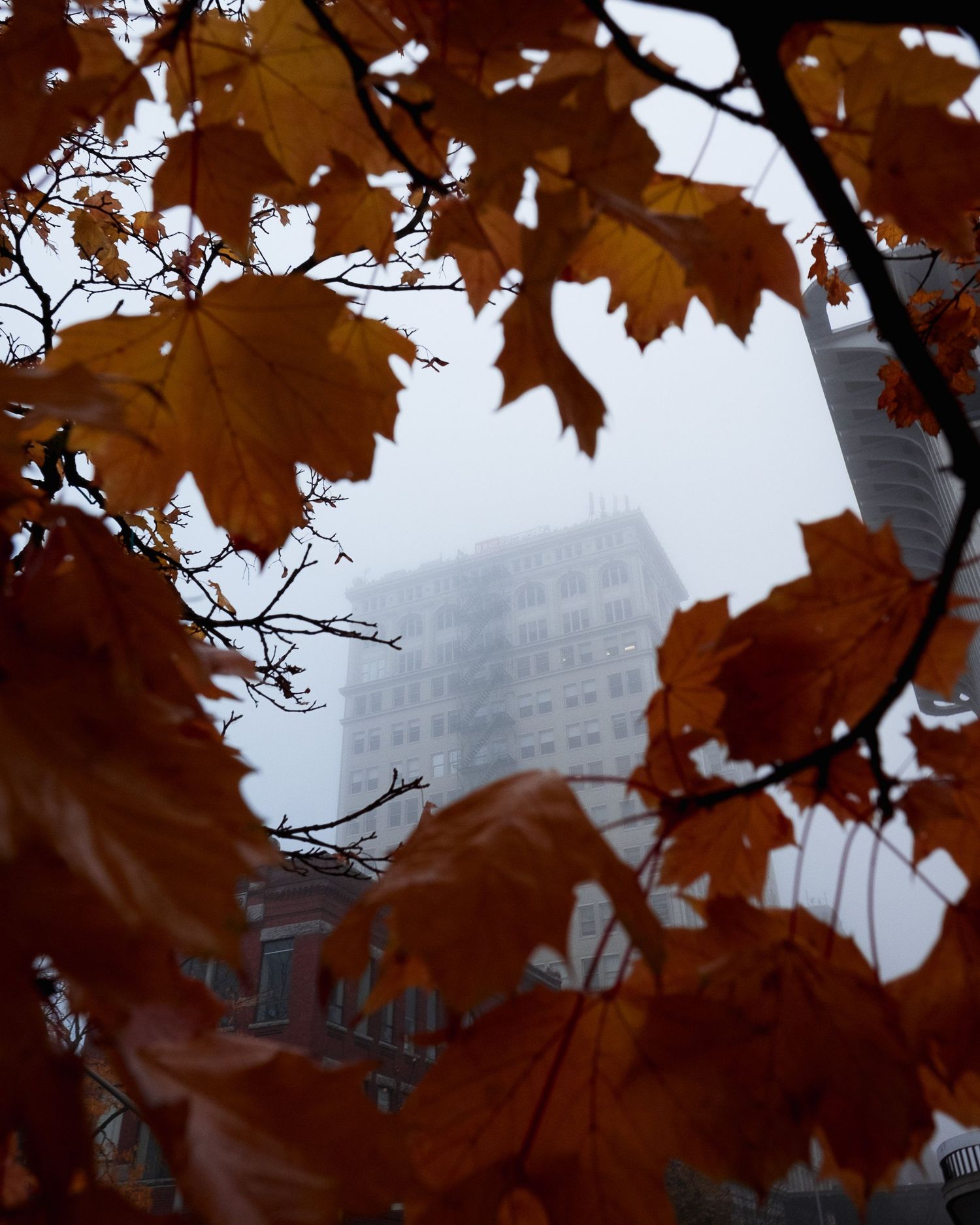 Autumn maple leaves frame a foggy urban scene with brown and sepia tones.