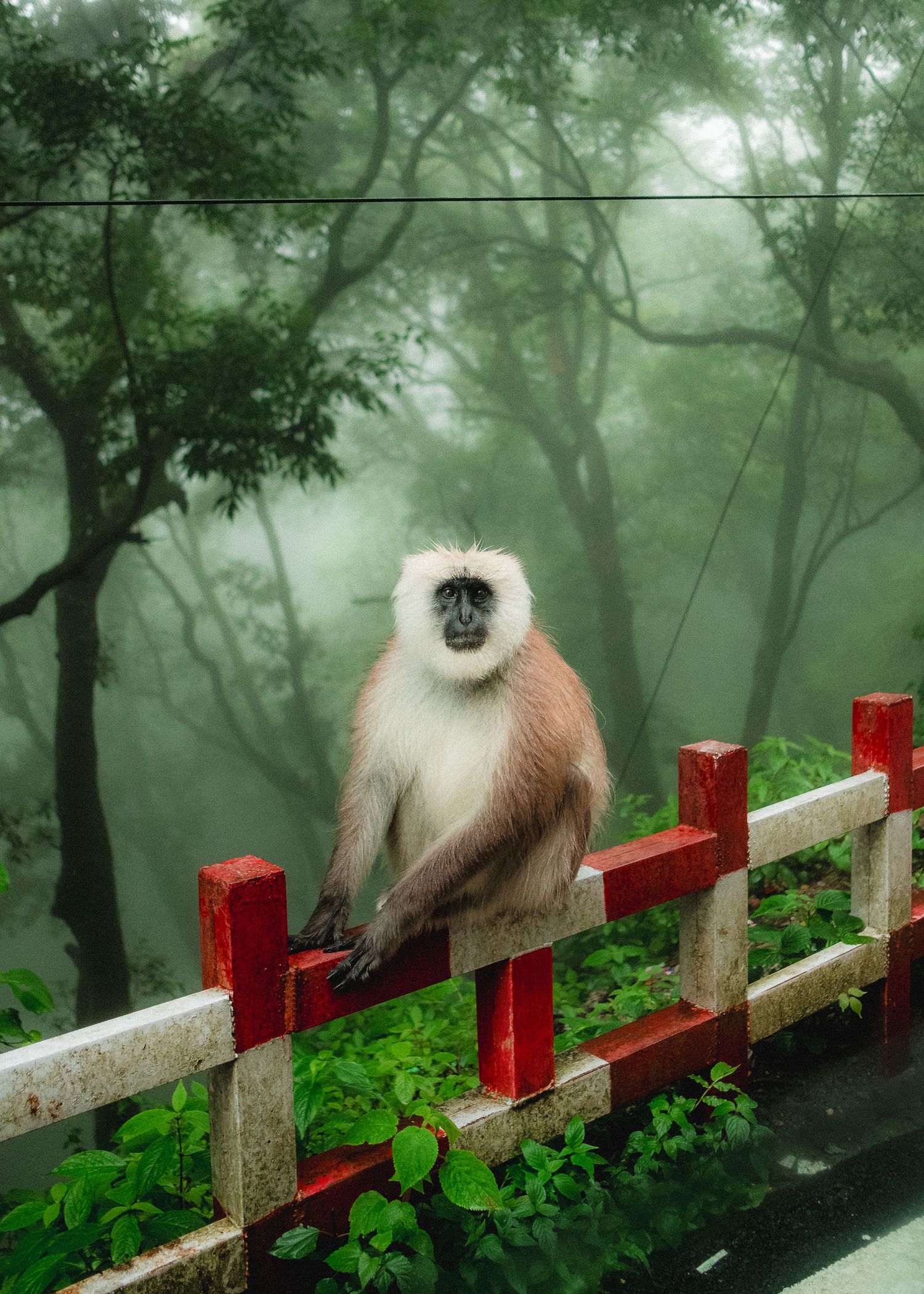 A langur monkey sits on a red railing amid misty forest trees and lush greenery.
