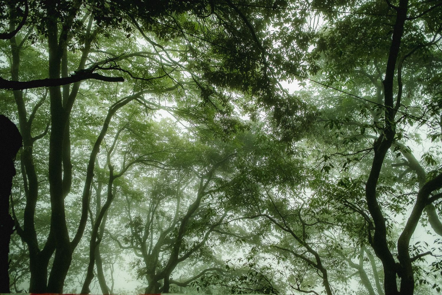 Tranquil forest scene with sunlight streaming through a thick canopy of green leaves.