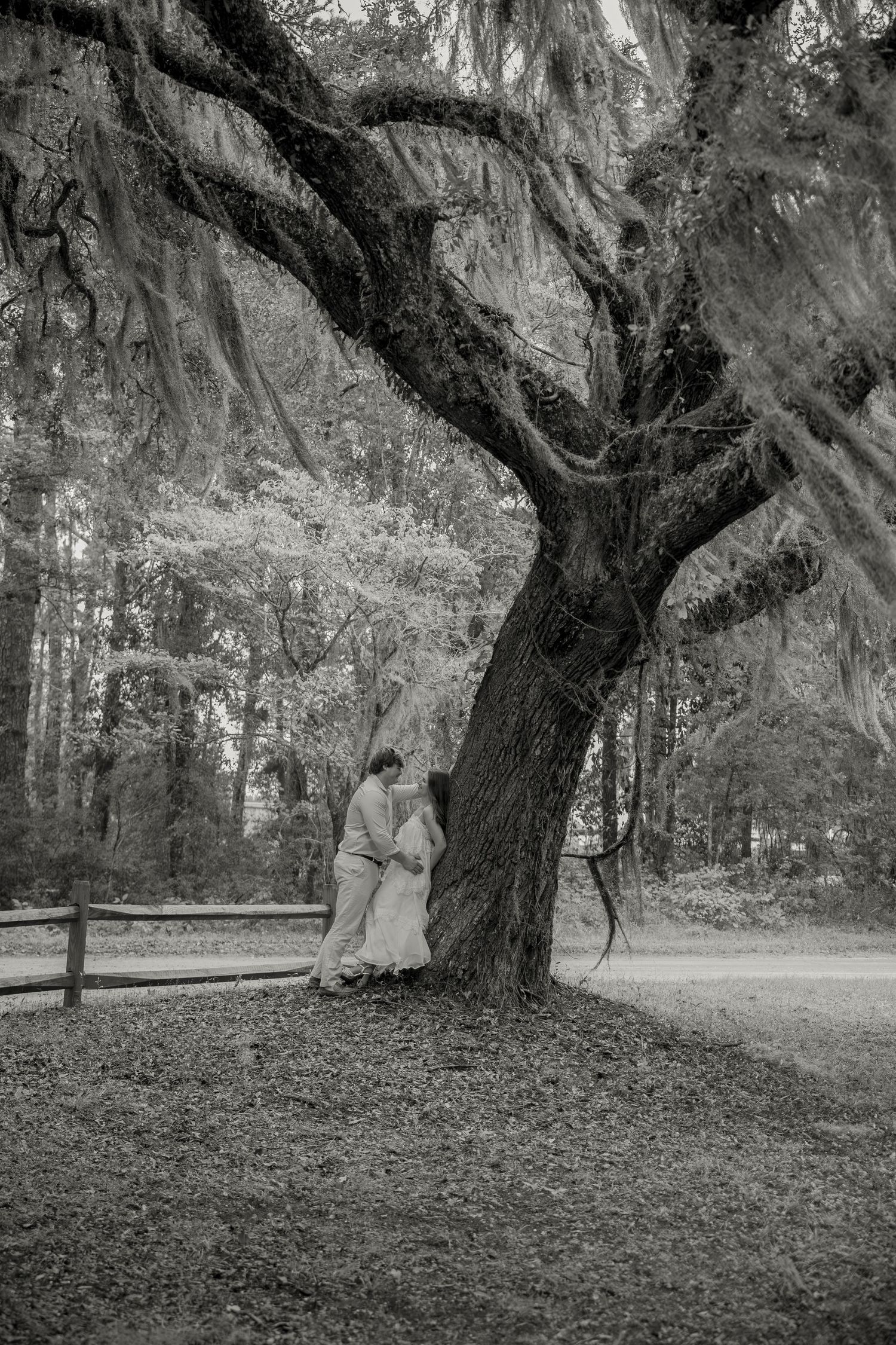 Black and white photo of a couple embracing beneath a large oak tree draped in Spanish moss beside a wooden fence and dirt road.