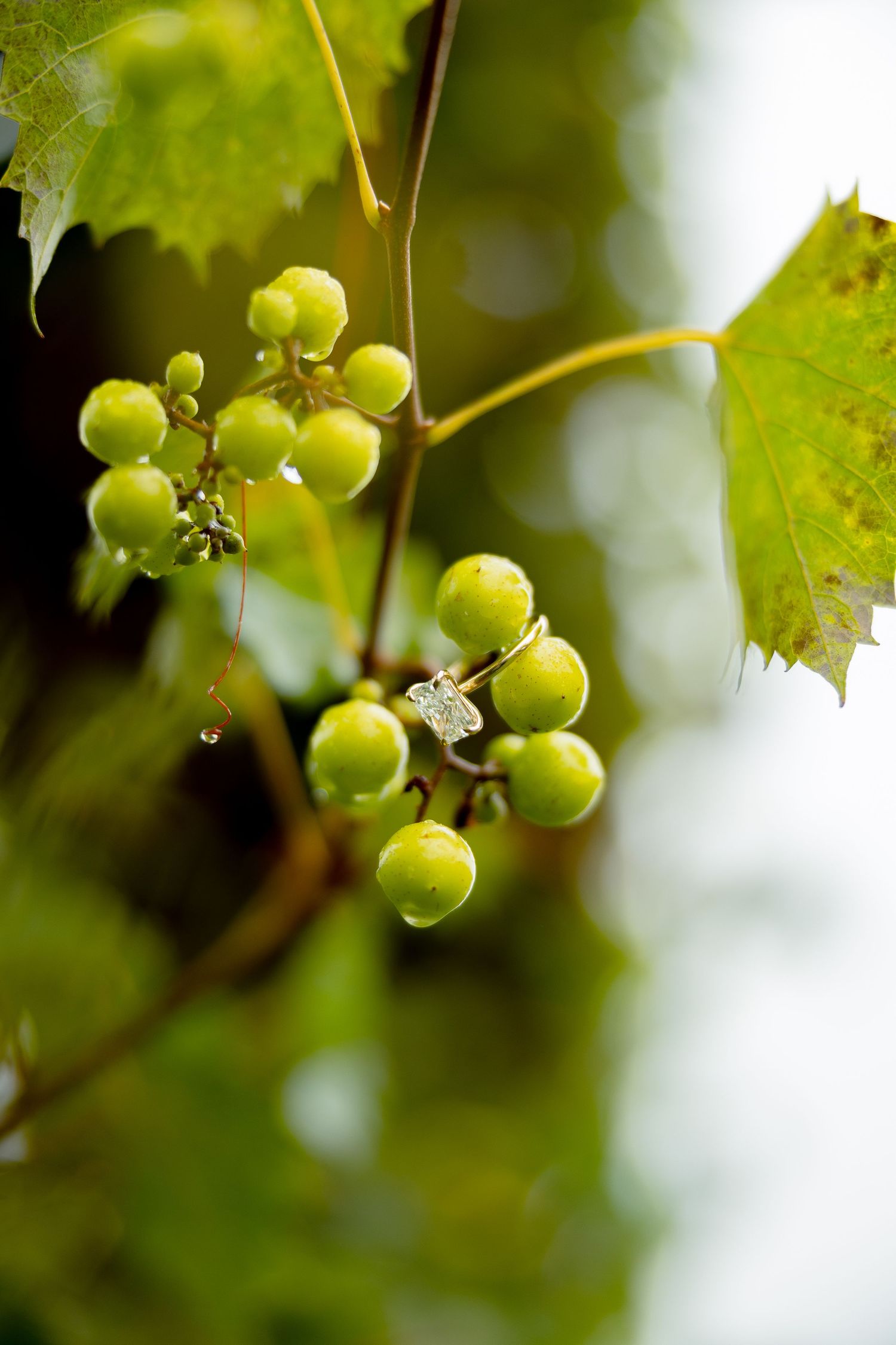 Close-up of small green unripe grapes on a vine with water droplets, surrounded by lush green leaves.