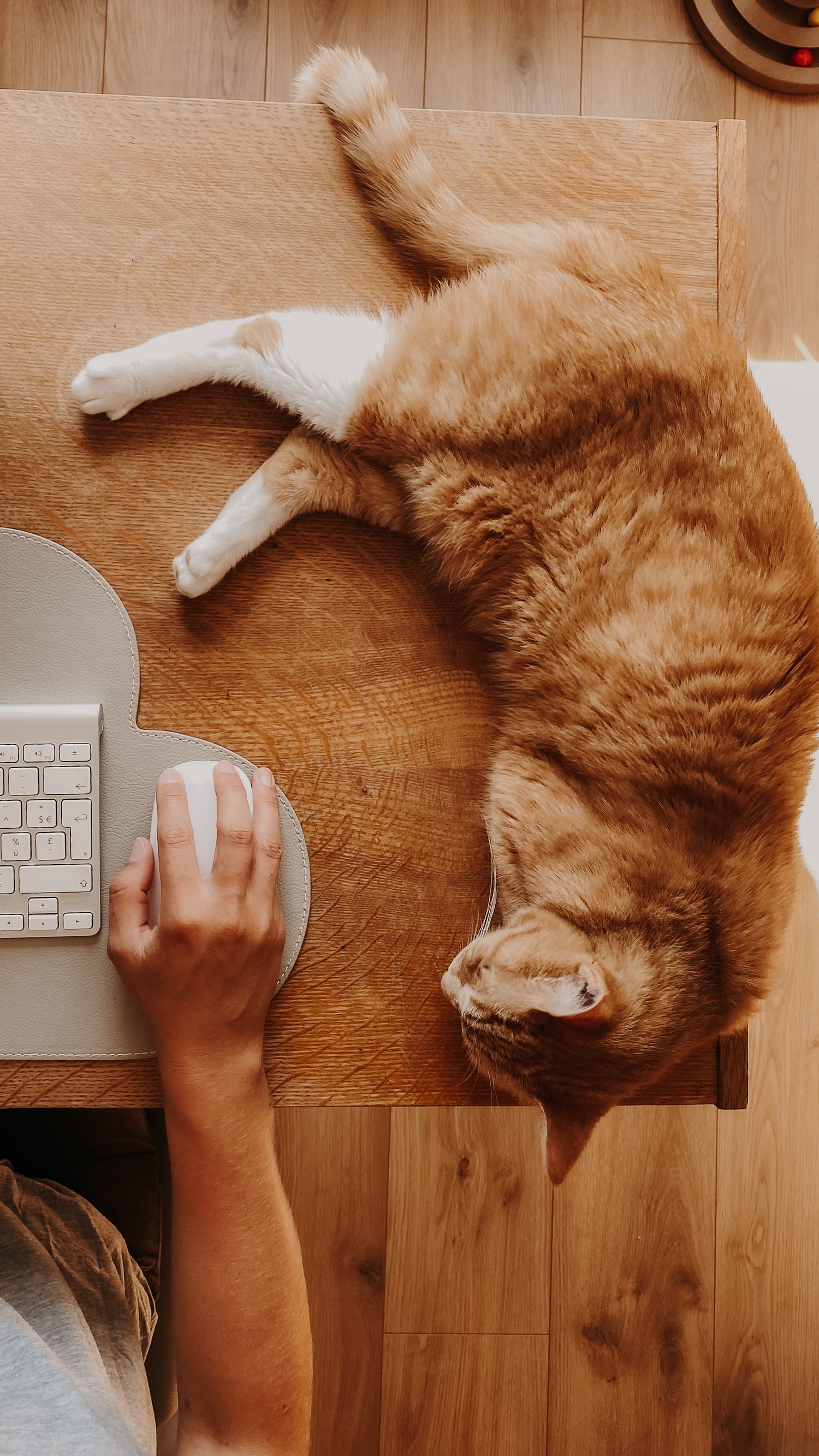 Ginger cat sprawled next to computer keyboard and mouse on wooden desk.