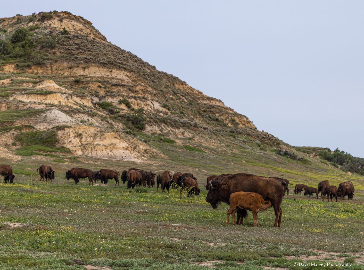 Herd of American bison grazing on green grasslands below a rugged badlands hillside.