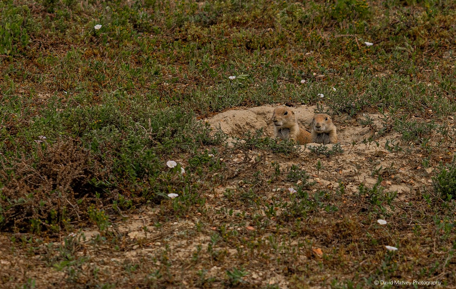 Prairie dog resting at the entrance of its burrow amid low desert scrub vegetation.