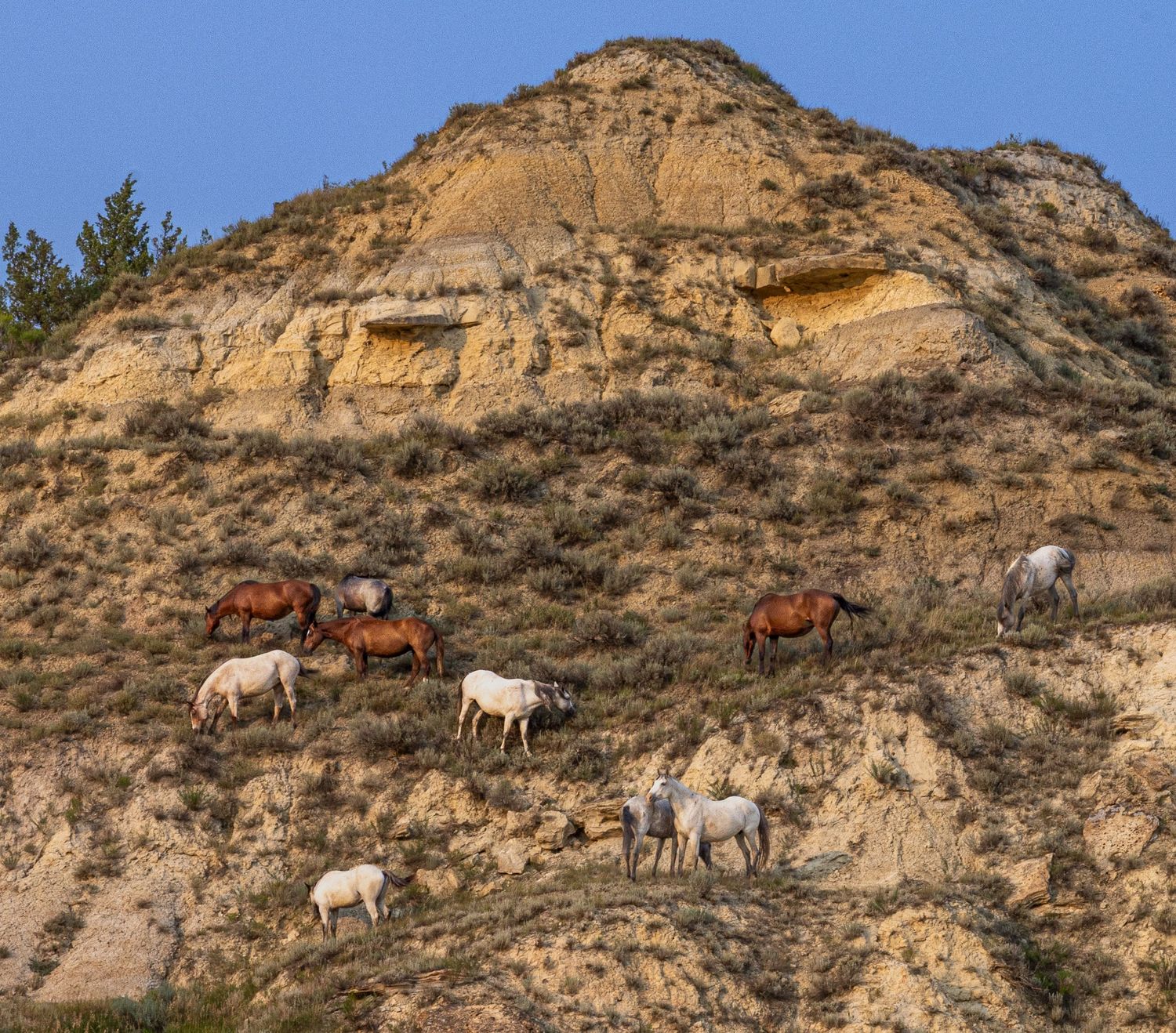 Herd of wild horses on steep rocky badlands terrain with sandy cliffs and blue sky.