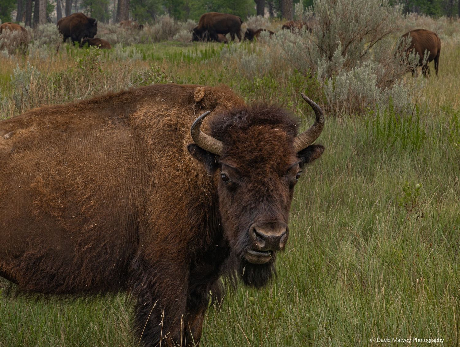 Close-up portrait of a large American bison with curved horns standing in tall grass.