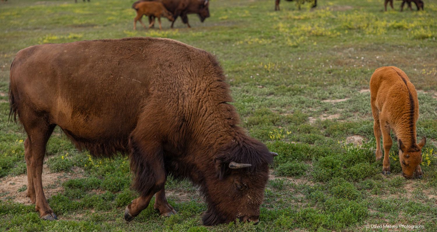 American bison cow grazing beside a young orange calf on open grassland plains.