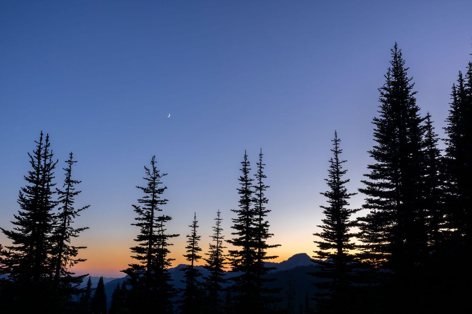 Silhouetted pine trees against vibrant blue and orange twilight sky with crescent moon.
