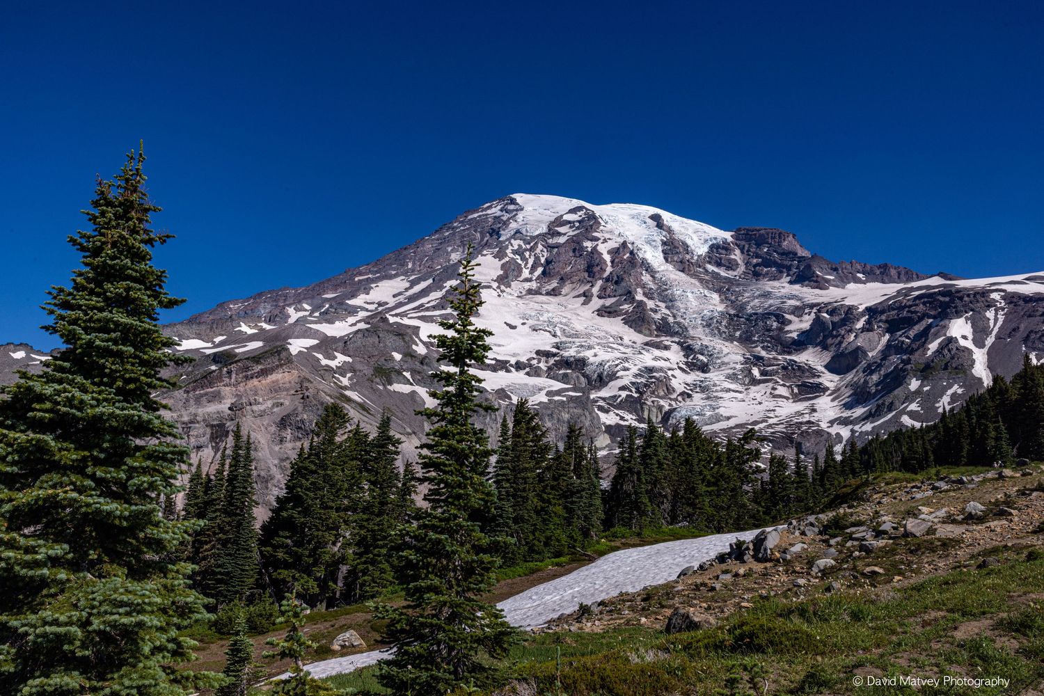 Mount Rainier glacier and rocky face viewed through evergreen pine trees under deep blue summer sky.