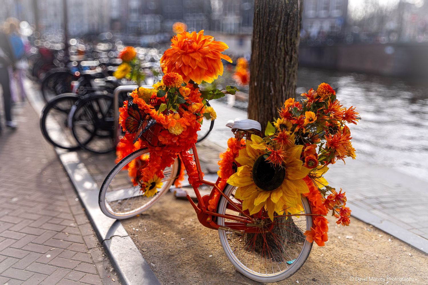 Bicycle decorated with orange flowers and sunflowers parked by Amsterdam canal.