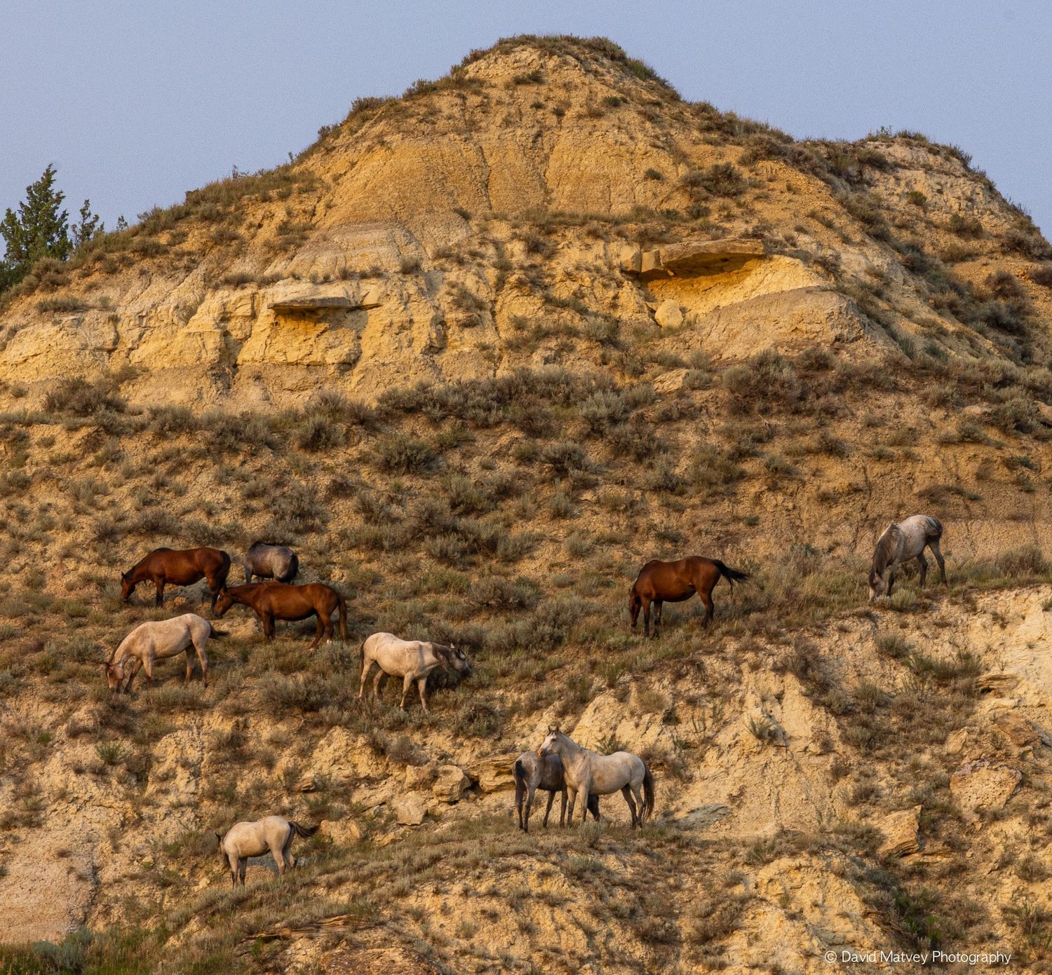 Wild horses grazing on a rocky badlands hillside in Theodore Roosevelt National Park, North Dakota.