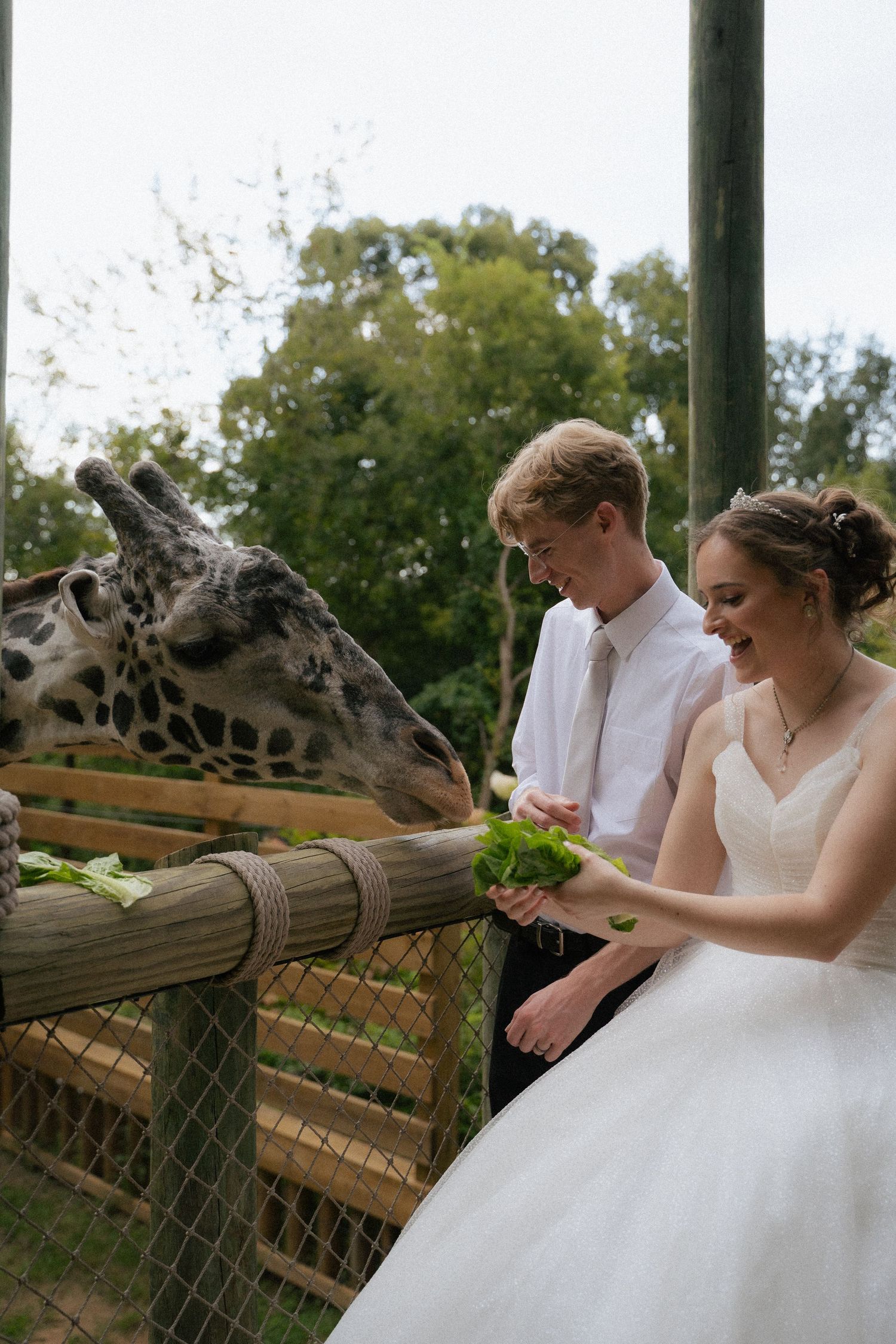 Joyful bride and groom in wedding attire feeding a giraffe over wooden fence at outdoor zoo venue.