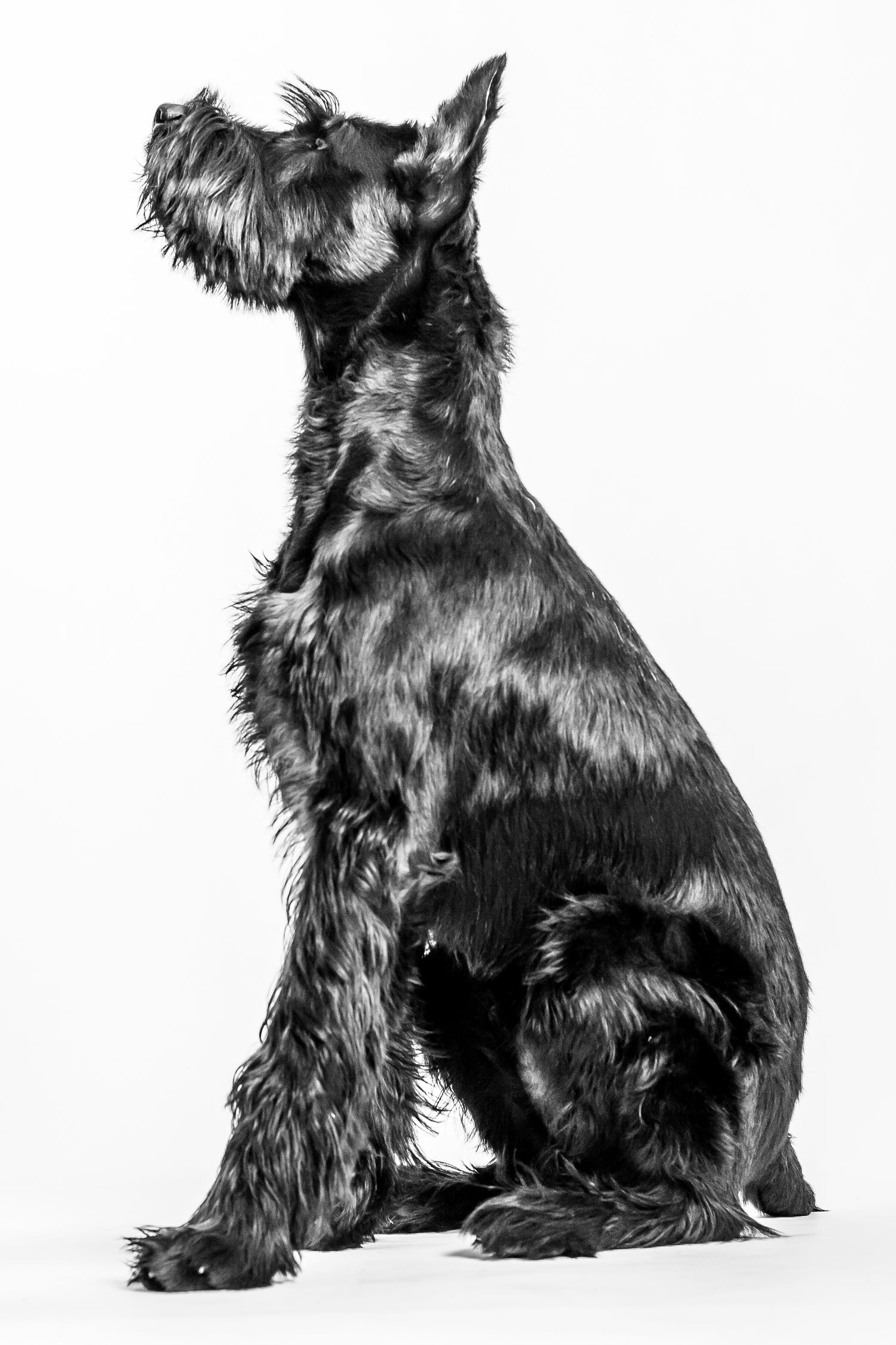 Black Scottish Terrier puppy shown from different angles in a sequence of poses against a white background.