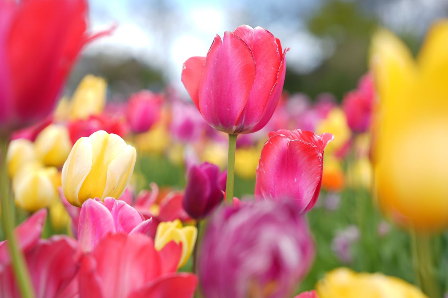 Colorful tulips in pink, yellow, and purple bloom in a sunny garden field with a soft blue sky background.