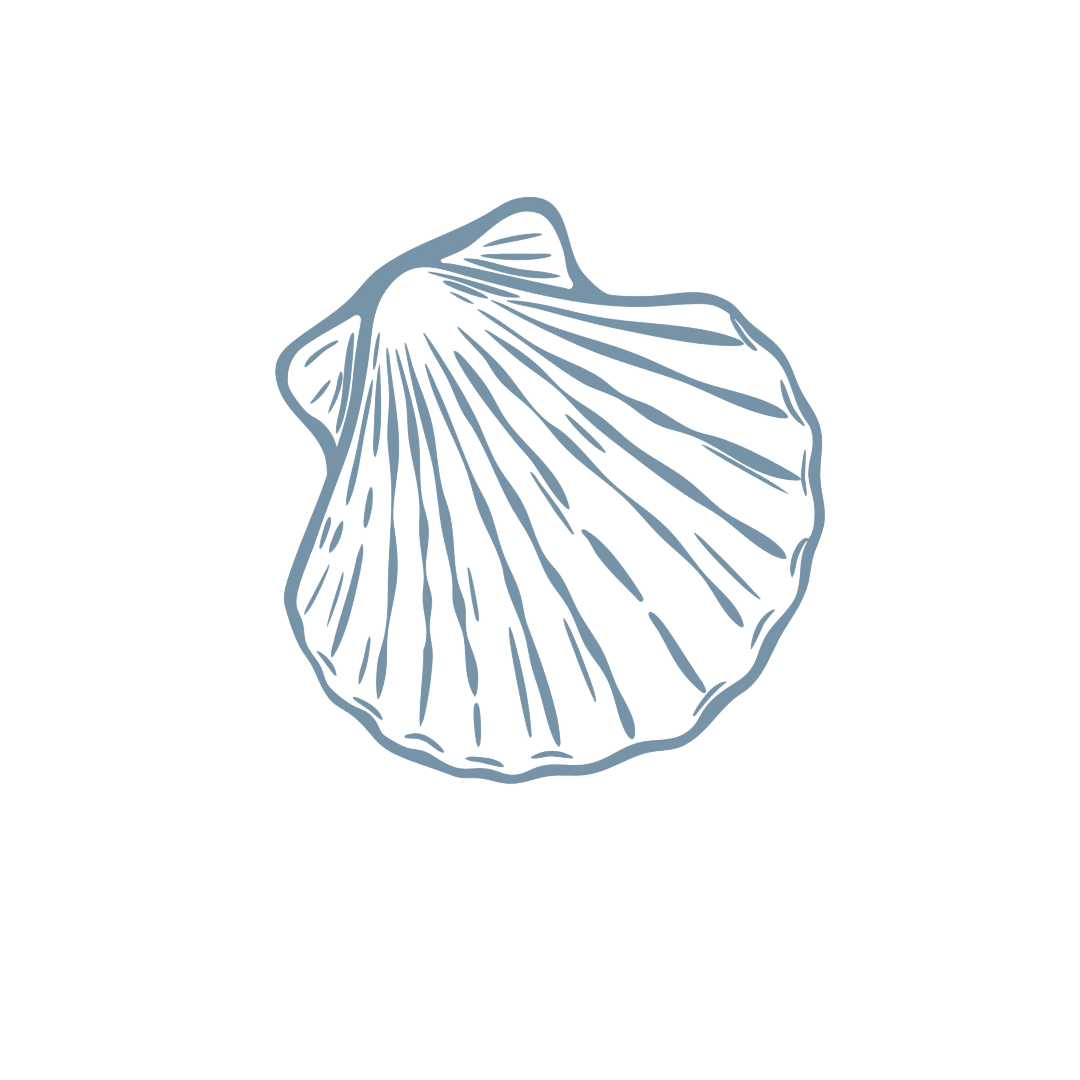 Hand-drawn style scallop shell illustration with fine line details in a muted steel blue color.