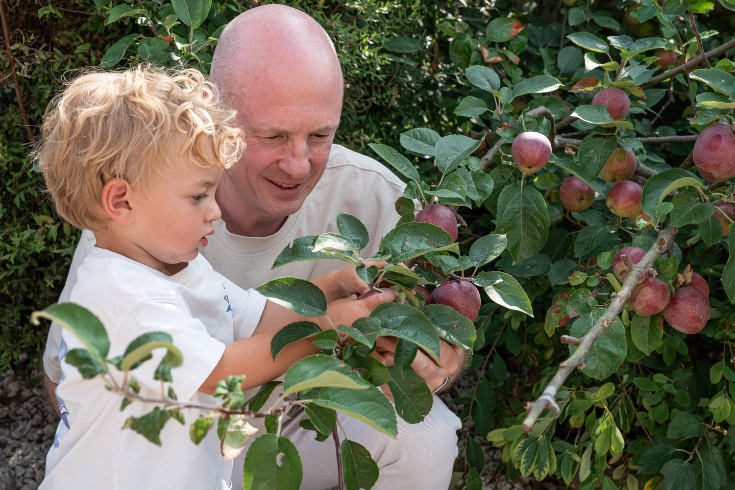 Man and curly-haired child examining apples on tree.