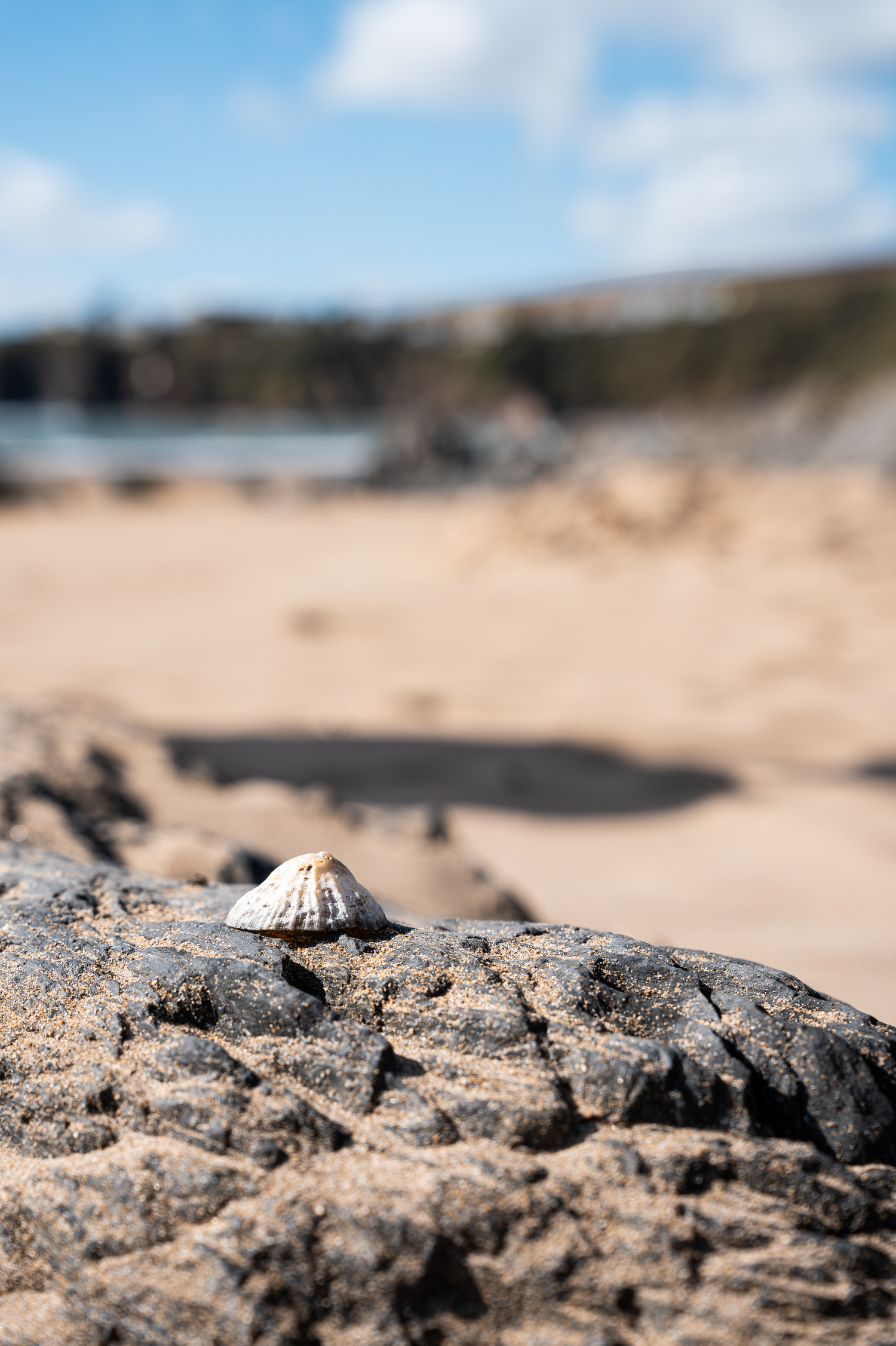 Single limpet shell on rugged dark rock with golden sandy beach and blue sky softly blurred behind.